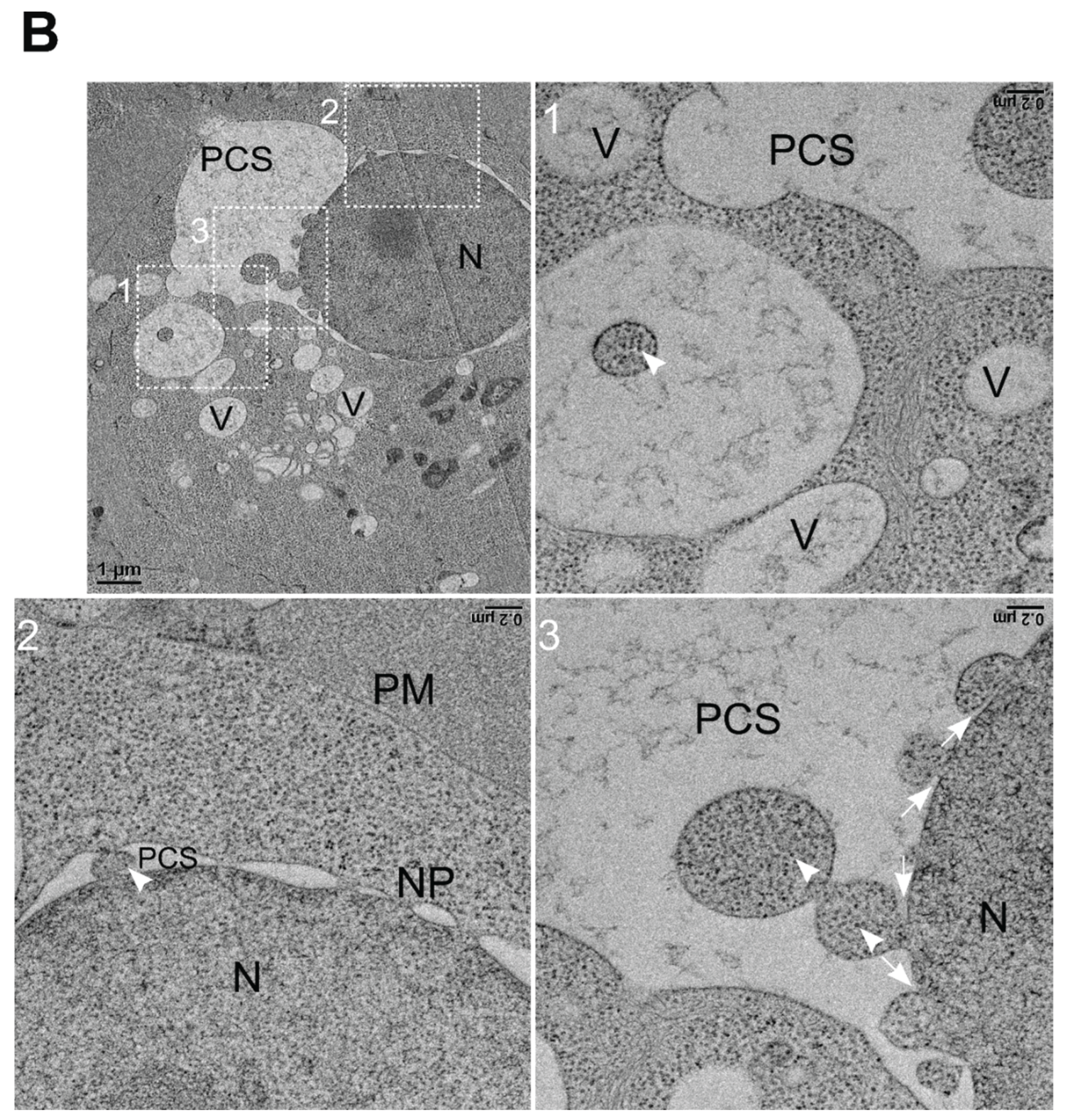 Preprints 194969 g006b