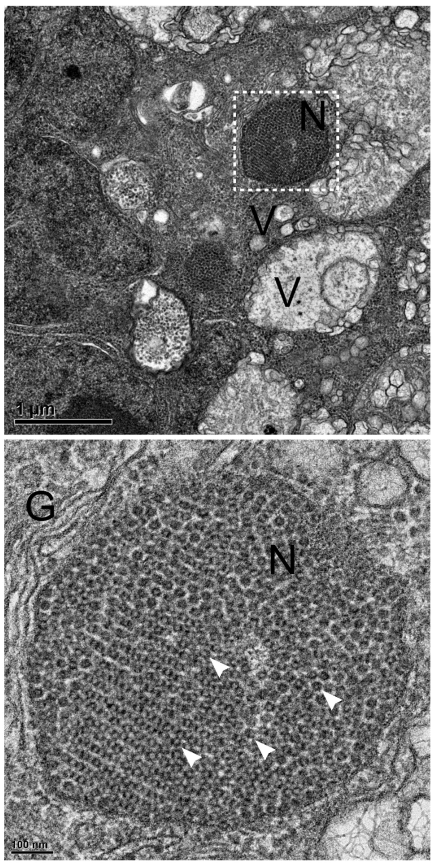Preprints 194969 g007