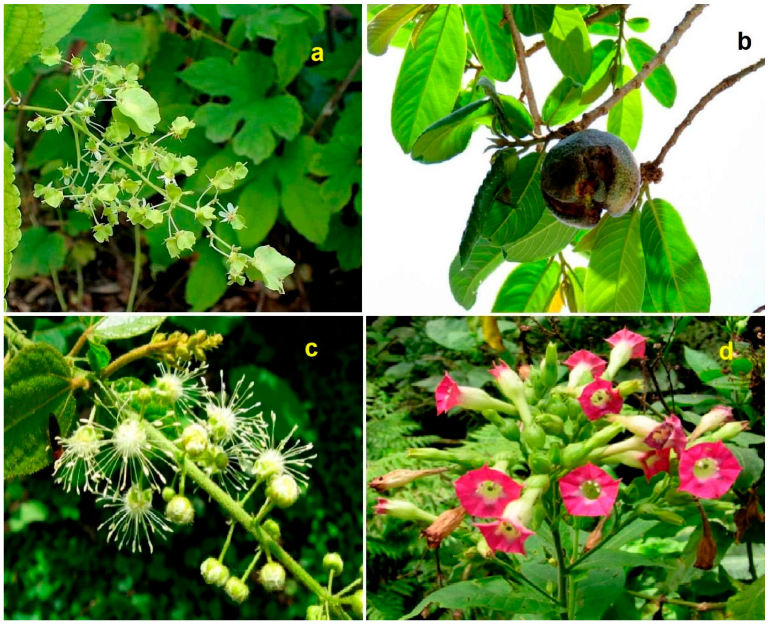 Preprints 190519 g004