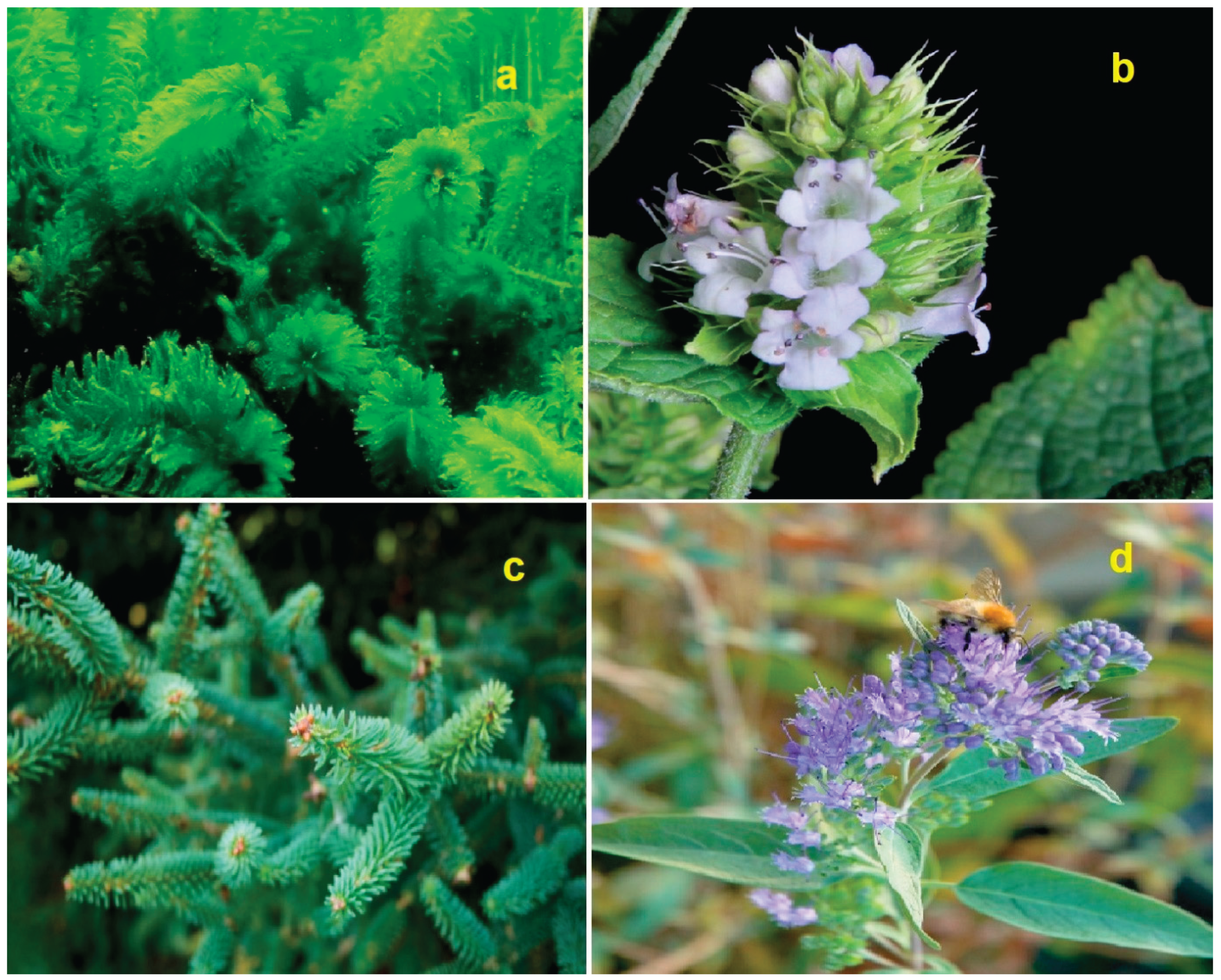 Preprints 190519 g006