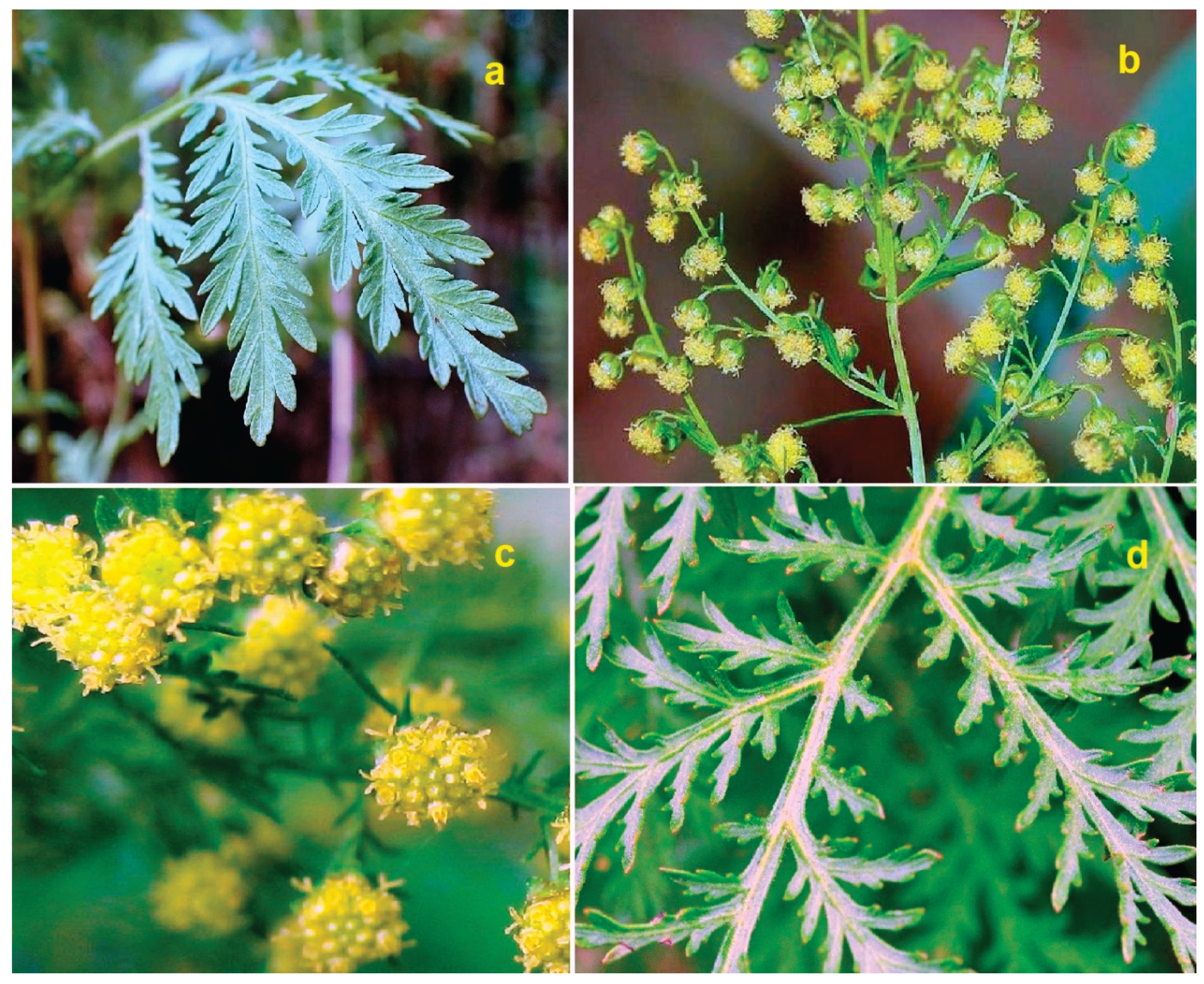 Preprints 190519 g009