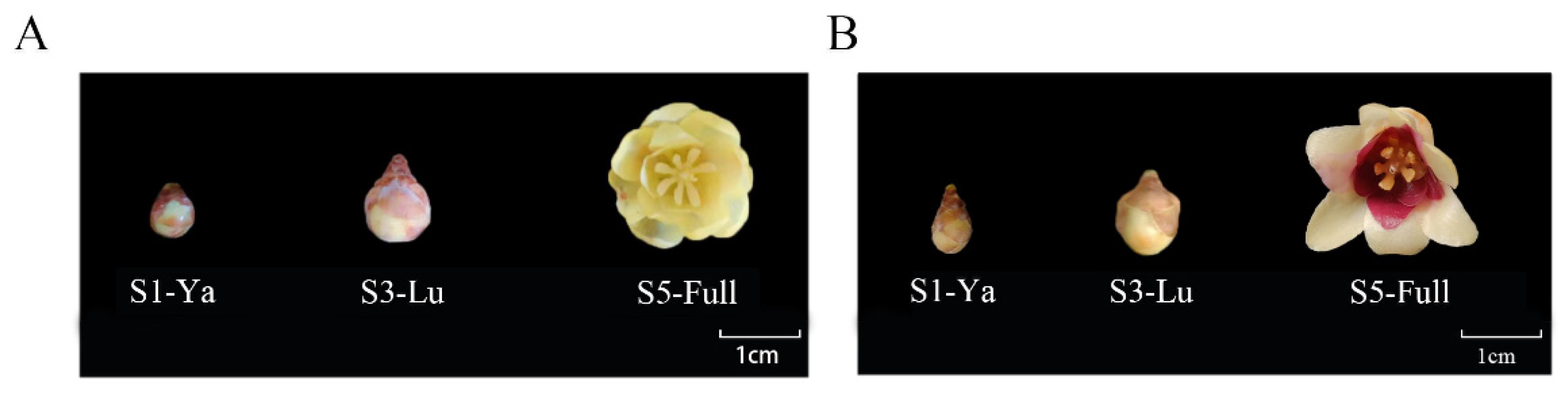 Preprints 144748 g001