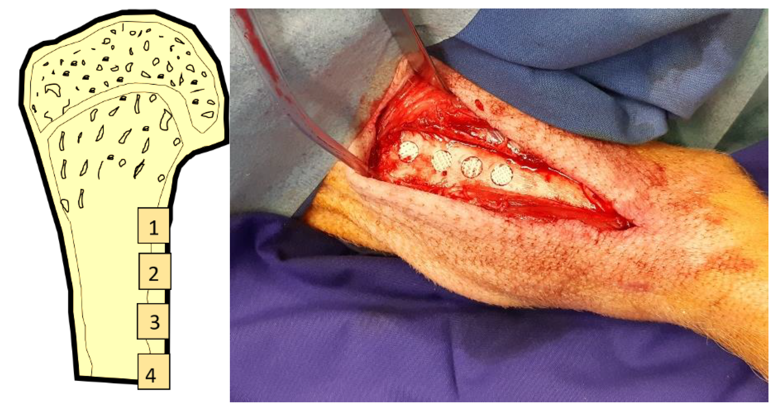 Preprints 169100 g002