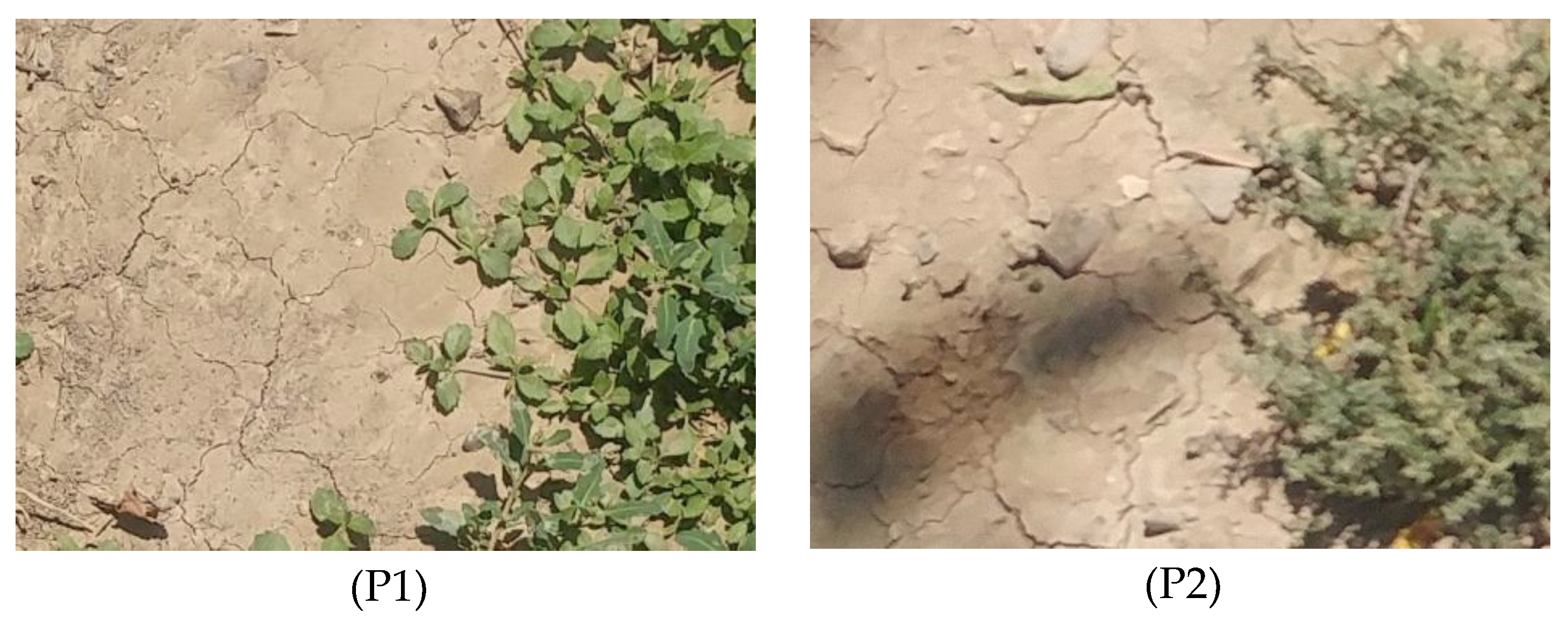 Preprints 178971 g001a