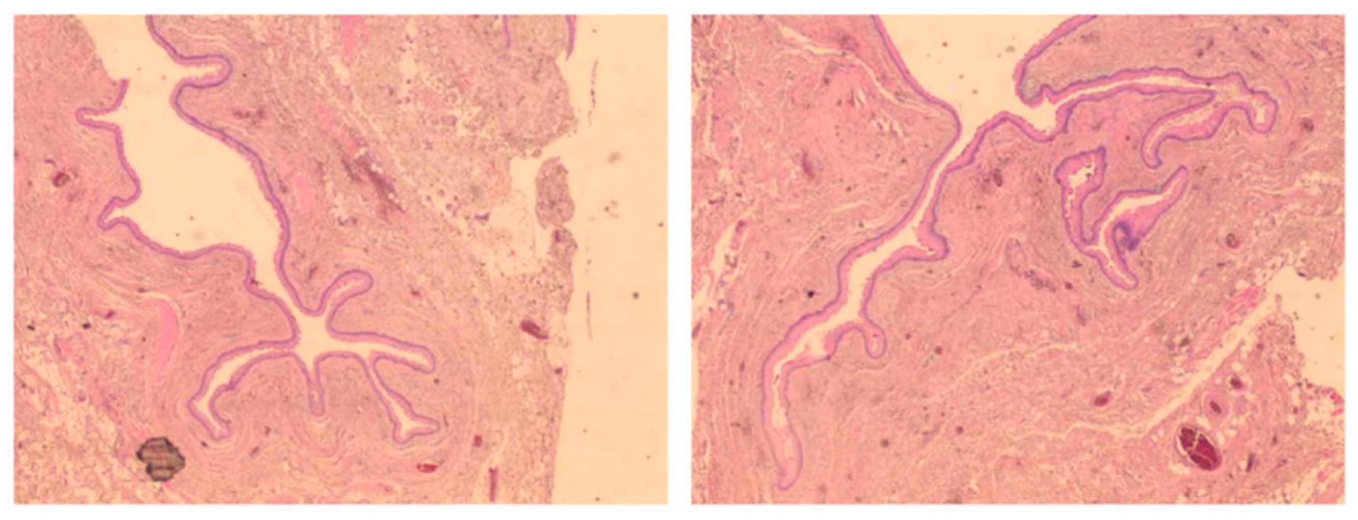 Preprints 141825 g002