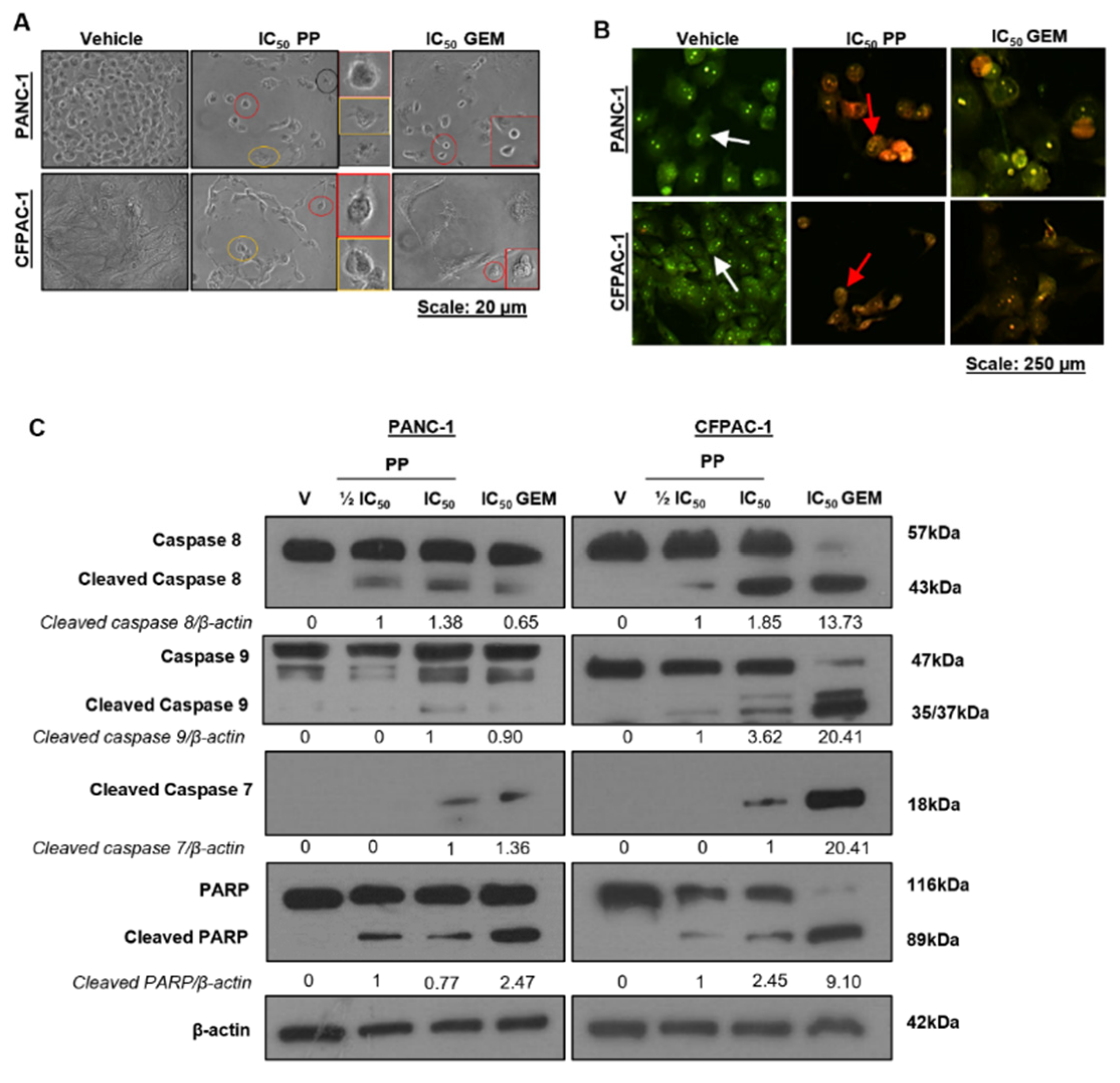Preprints 100214 g003
