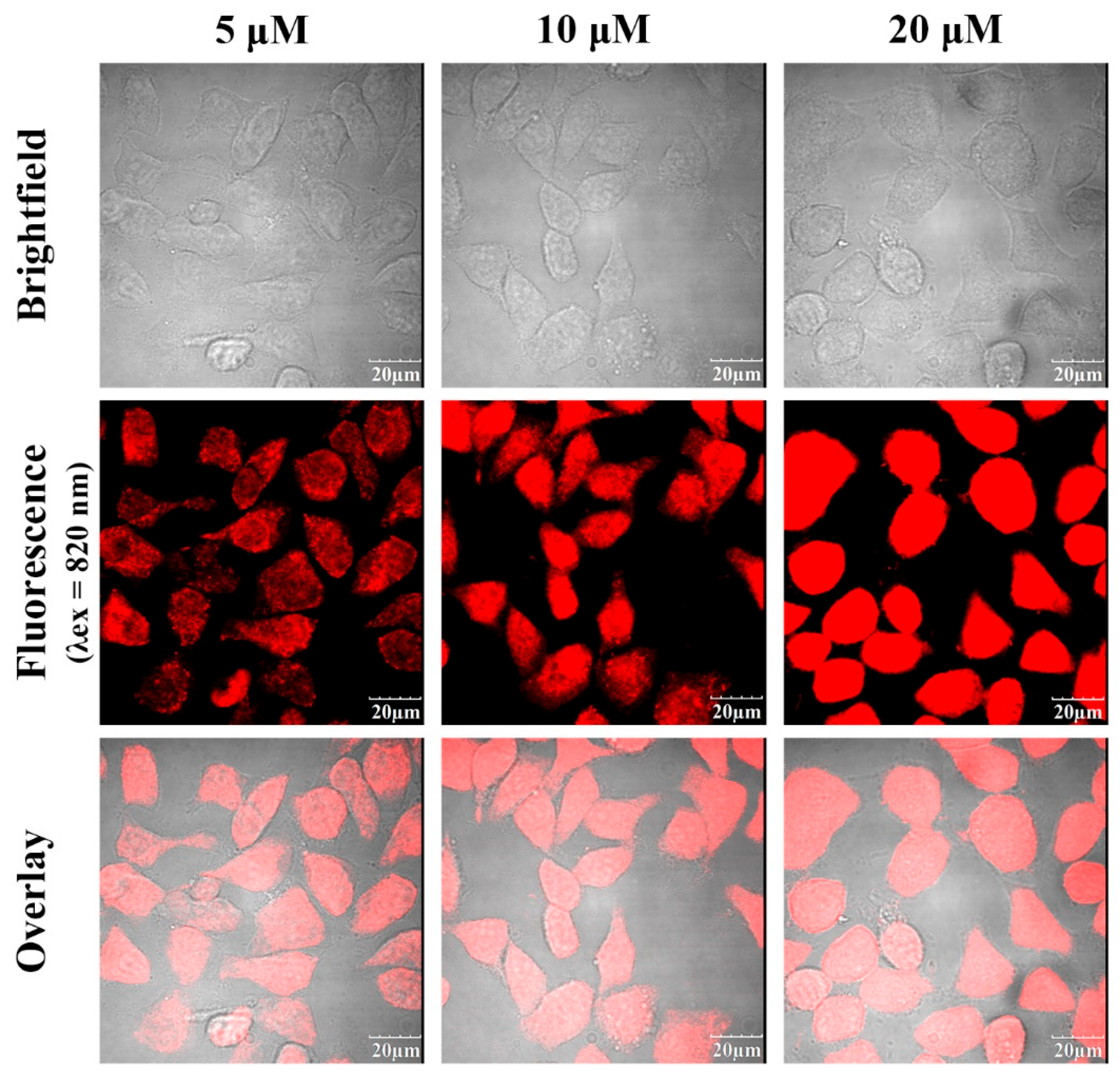 Preprints 158071 g009