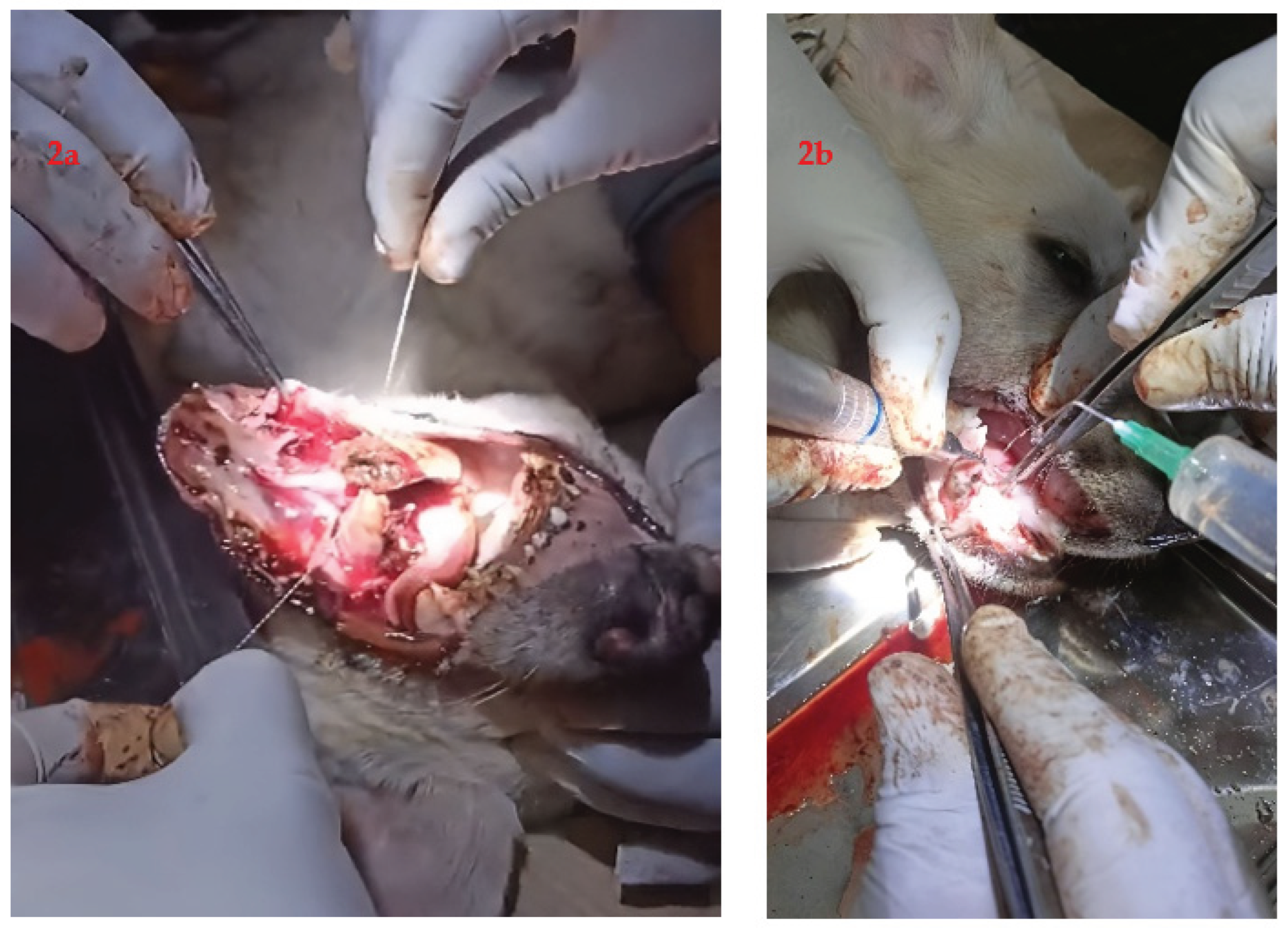 Preprints 160432 g002