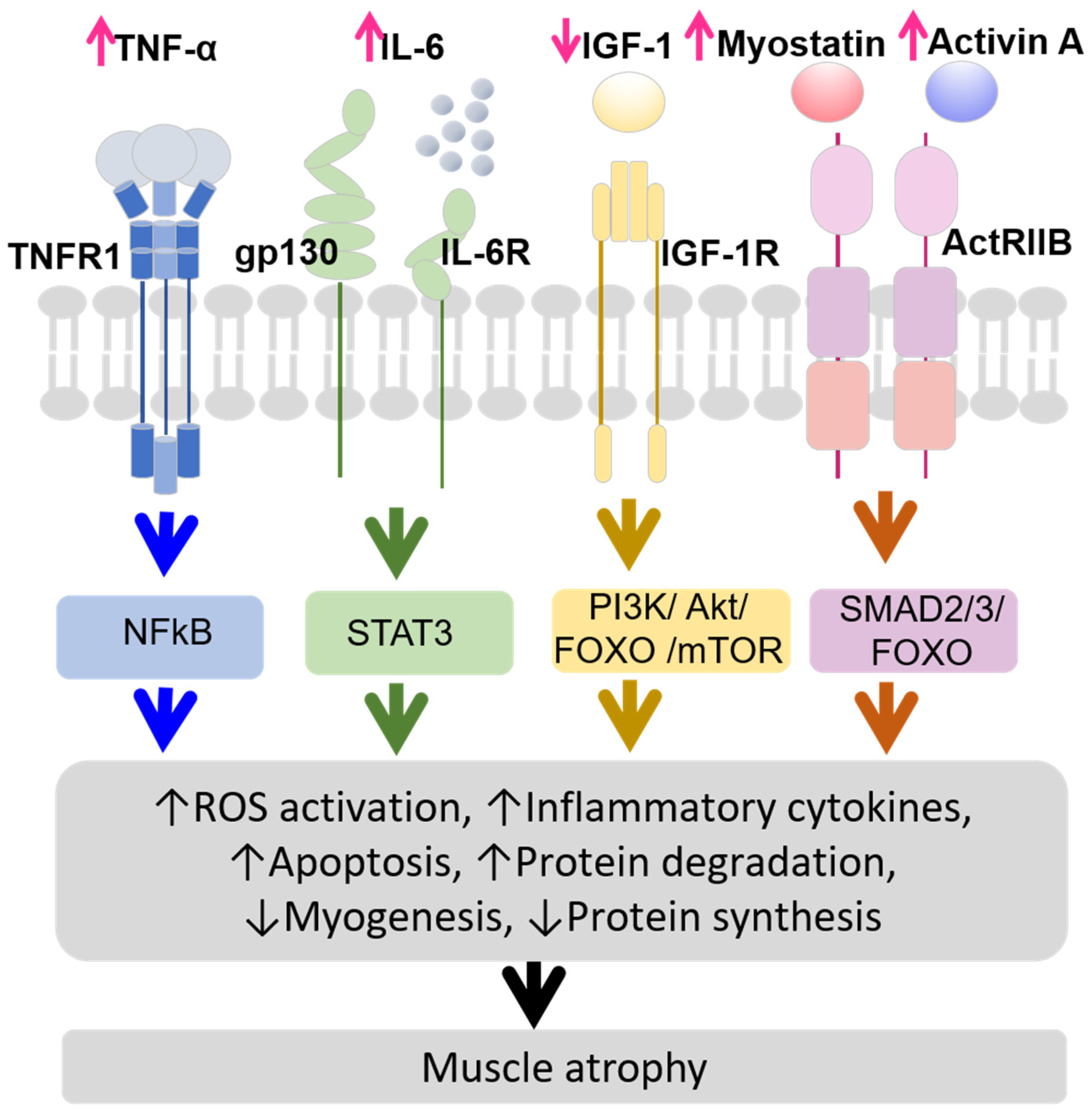 Preprints 144927 g001
