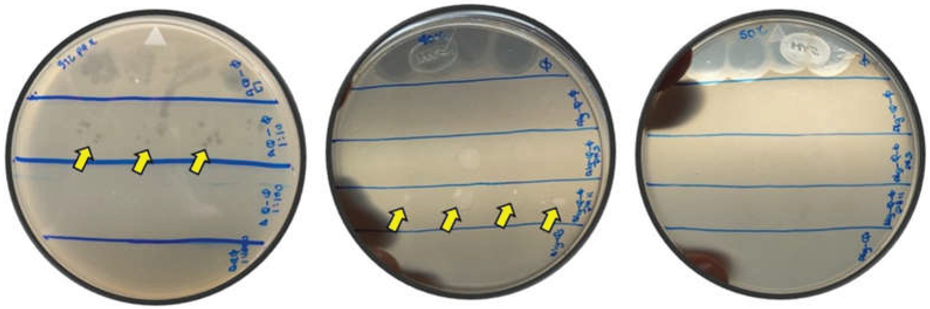 Preprints 199083 g005