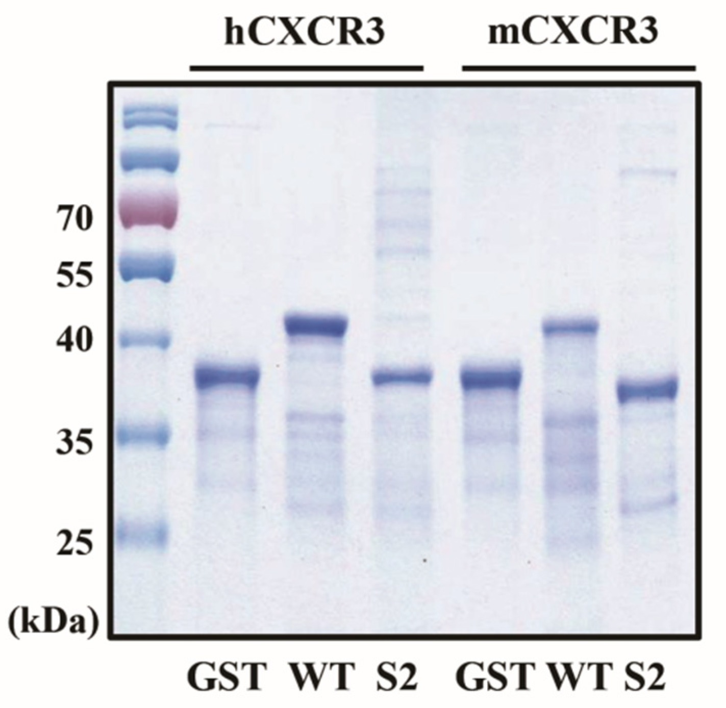 Preprints 88755 g001