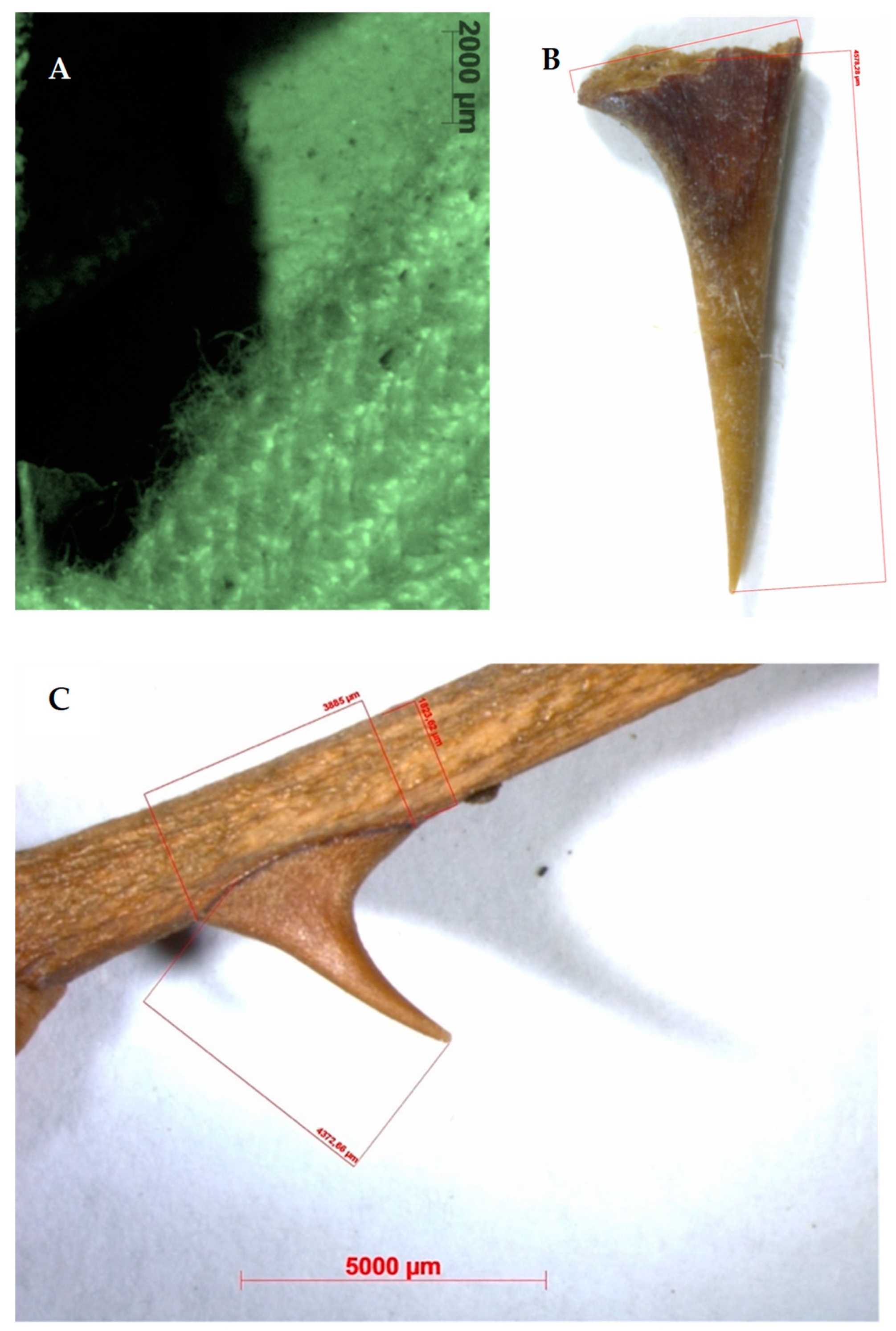 Preprints 87036 g015