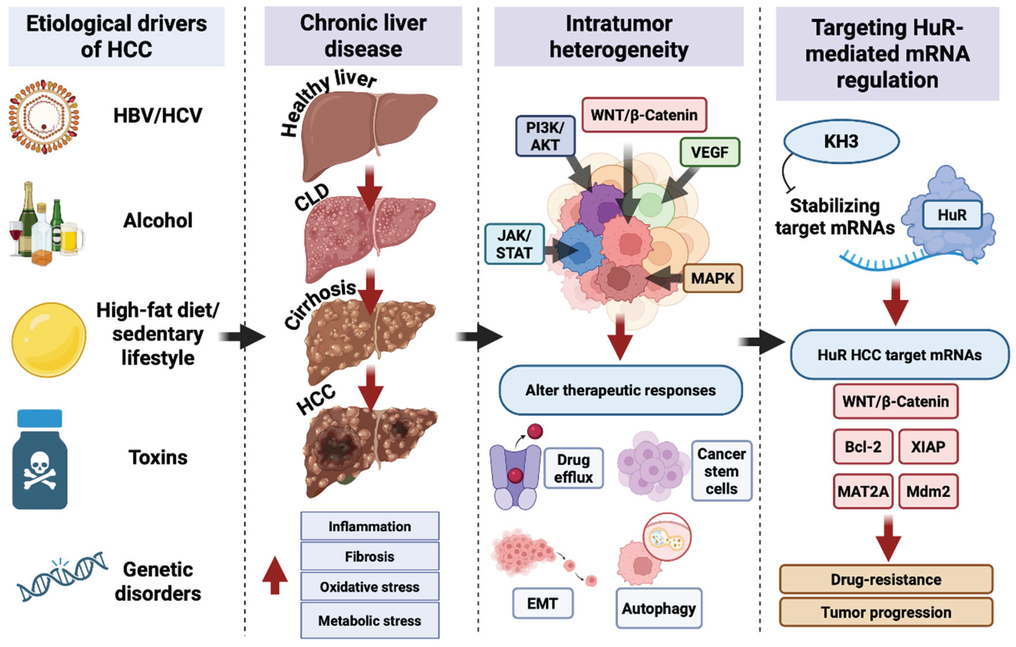 is glutathione iv covered by insurance Decoding the Complexity of Hepatocellular Carcinoma: Clinical Challenges  and Targeting HuR as a Novel Therapeutic Strategy[v1]
