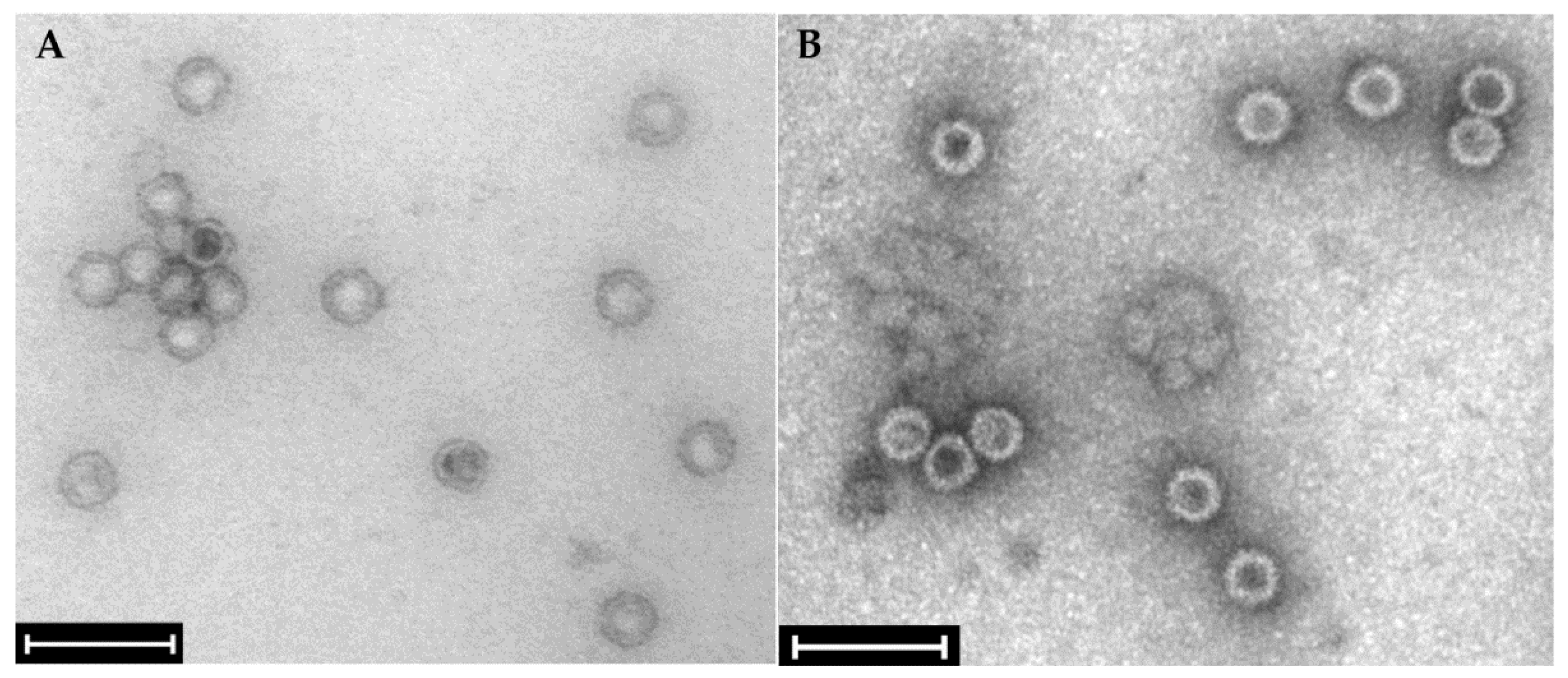 Preprints 96068 g003