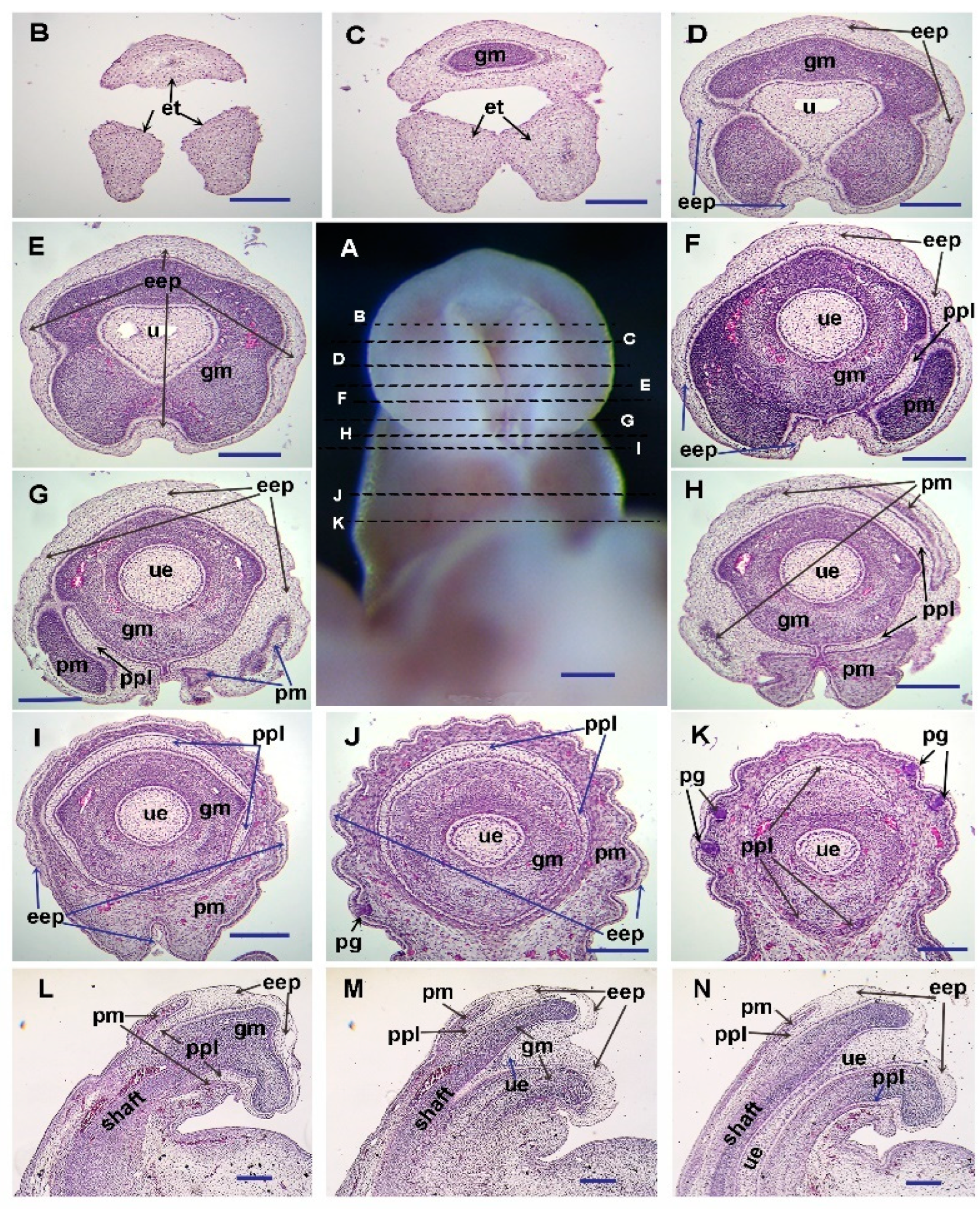 Preprints 145040 g002