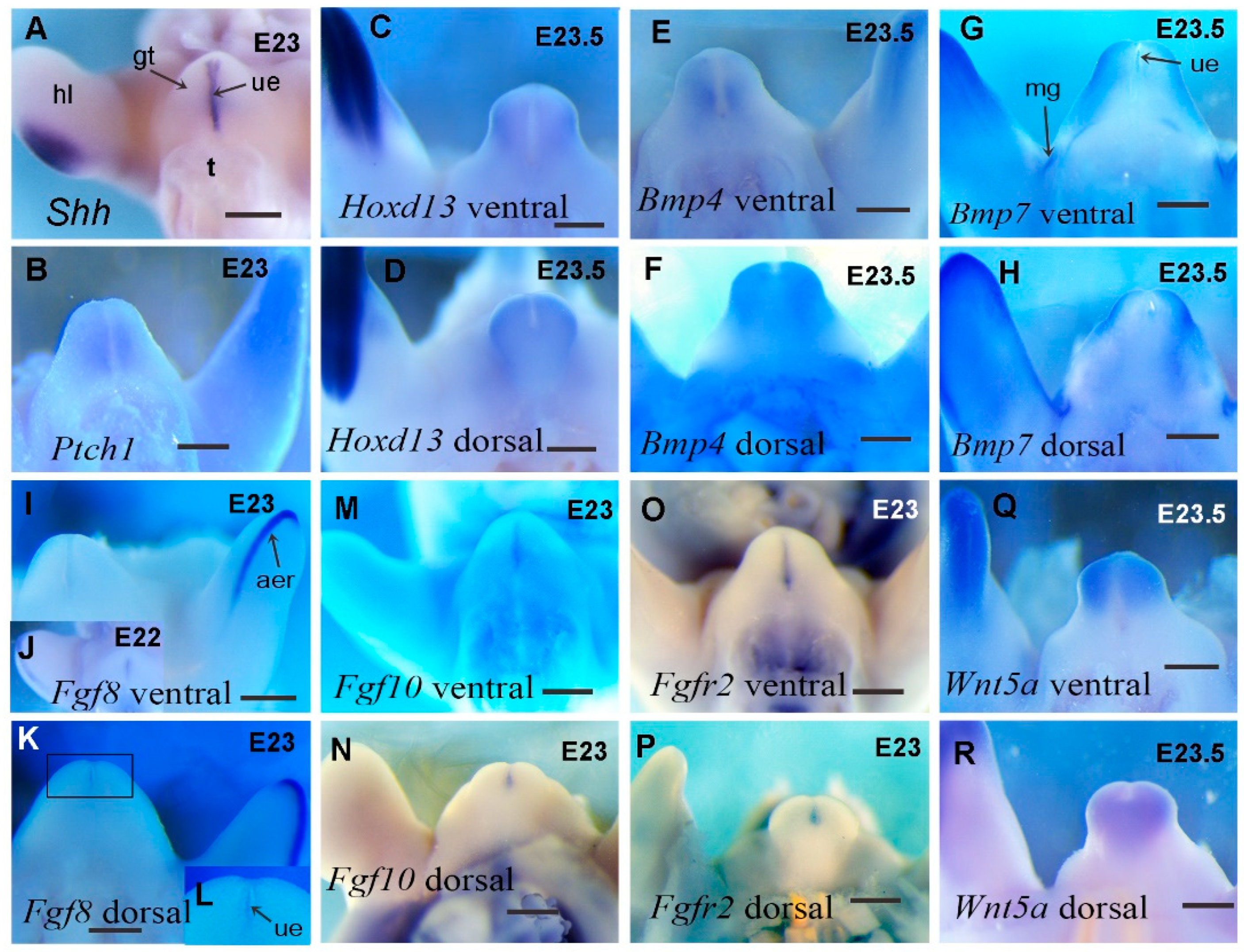Preprints 145040 g005