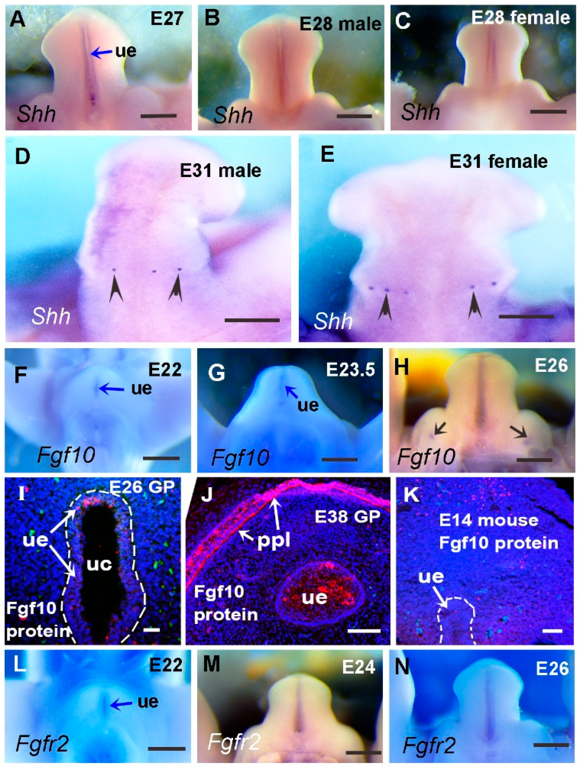 Preprints 145040 g006
