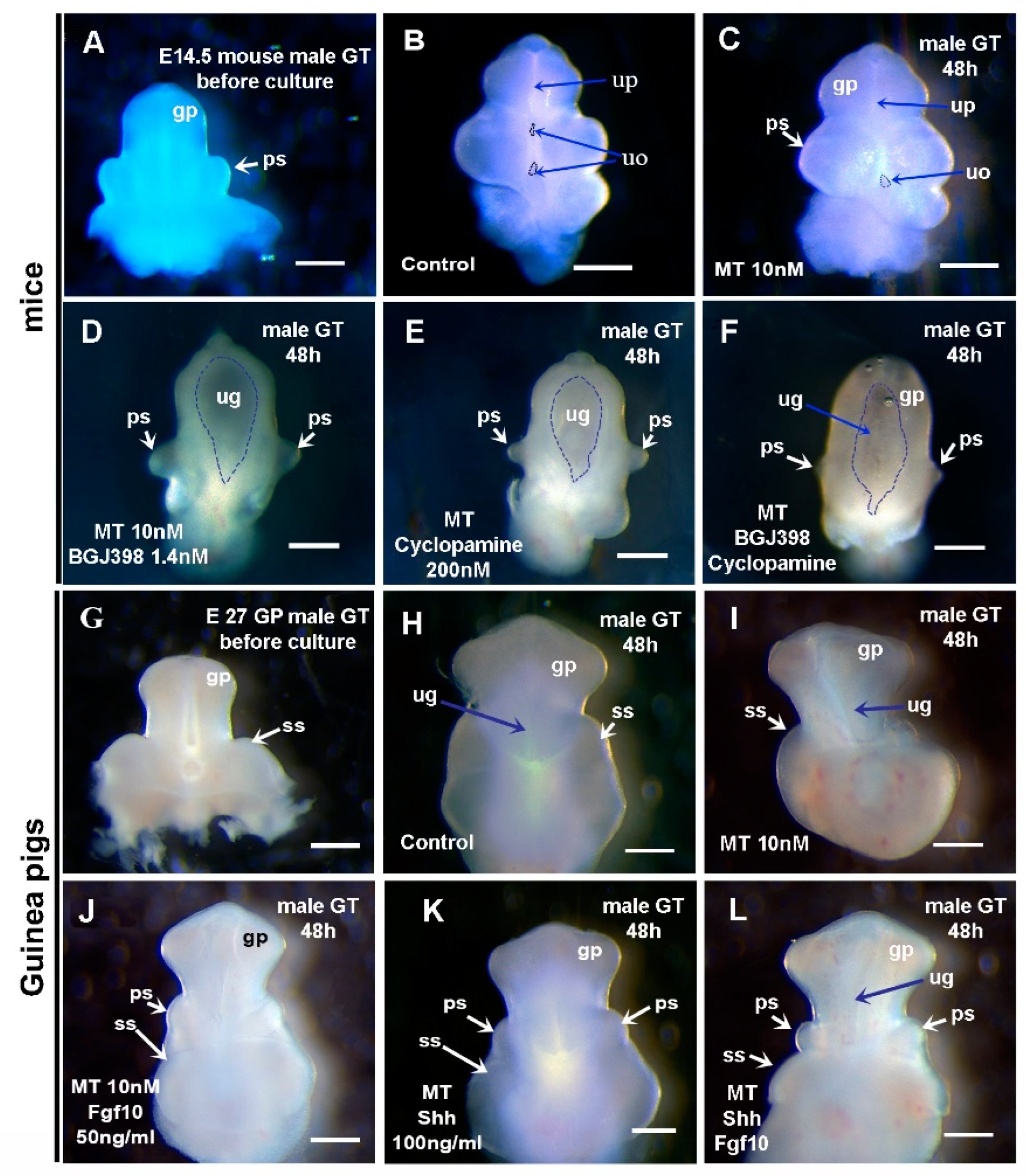 Preprints 145040 g008