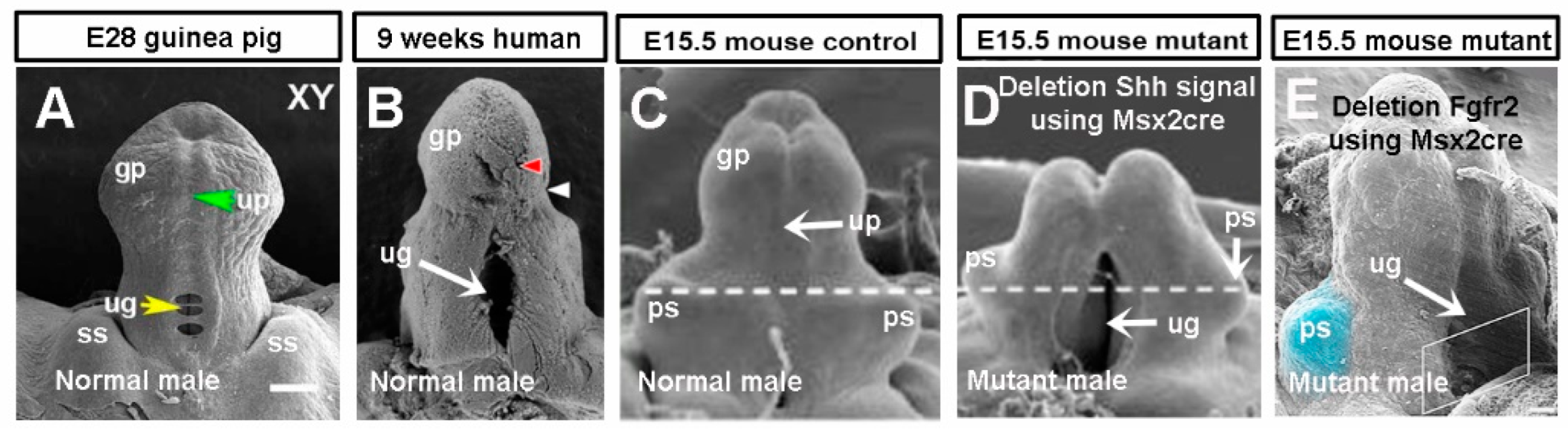 Preprints 145040 g009