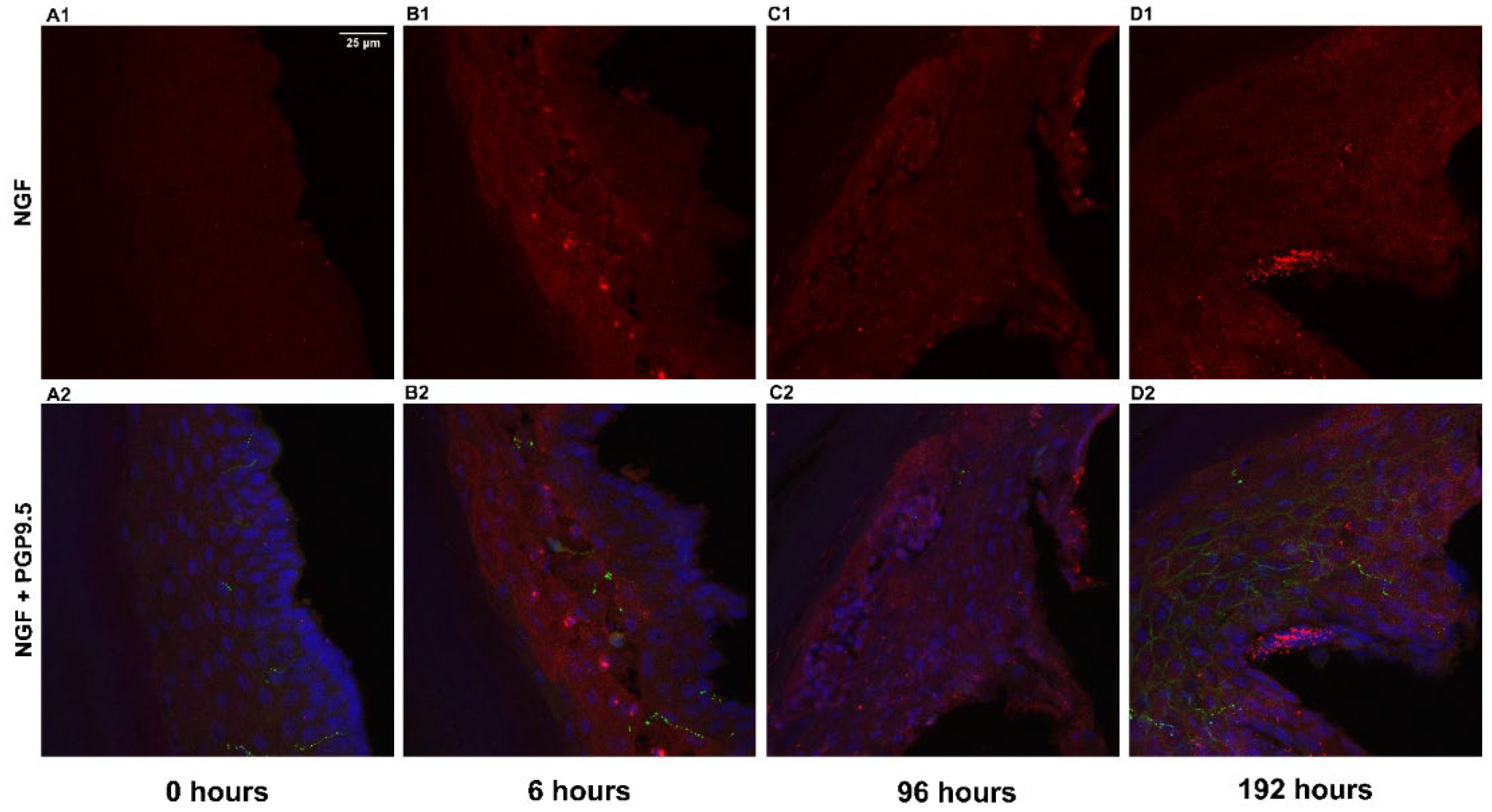 Preprints 100270 g002