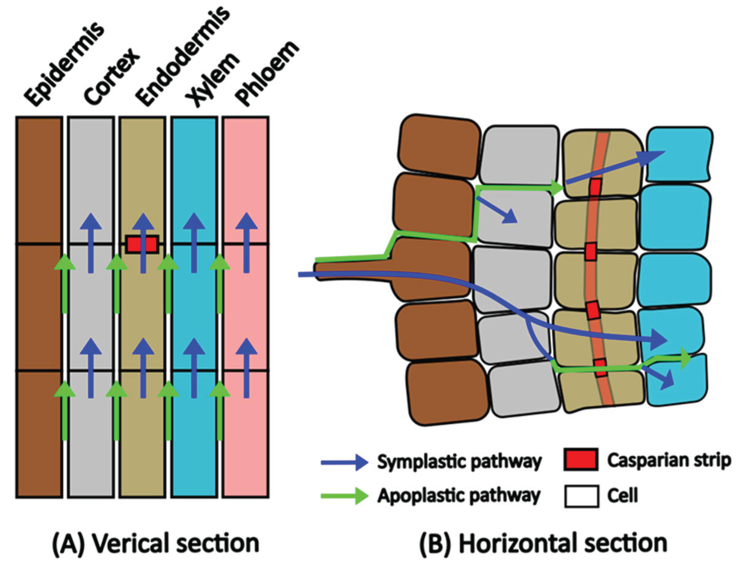Preprints 166581 g002
