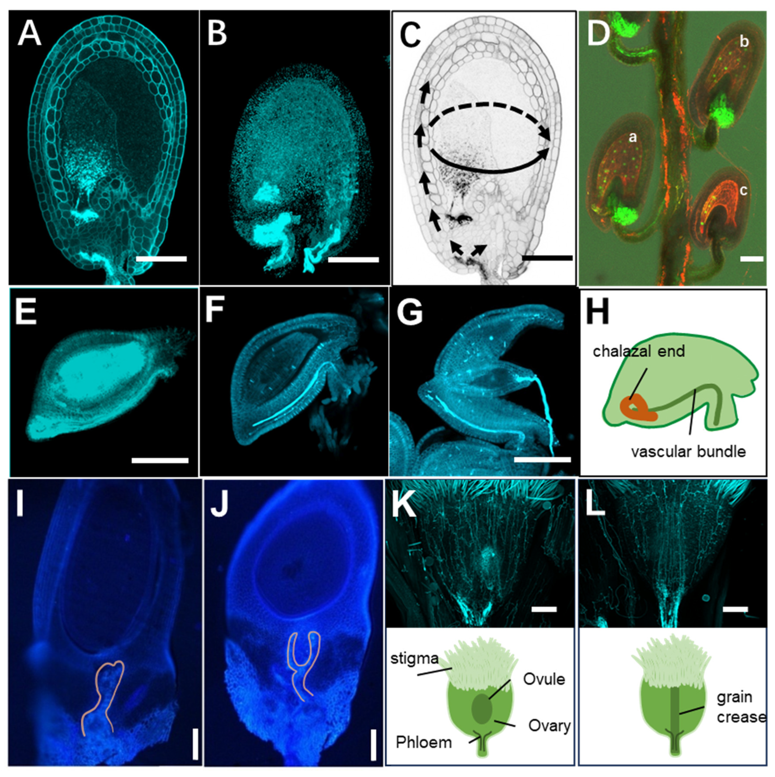 Preprints 197456 g001
