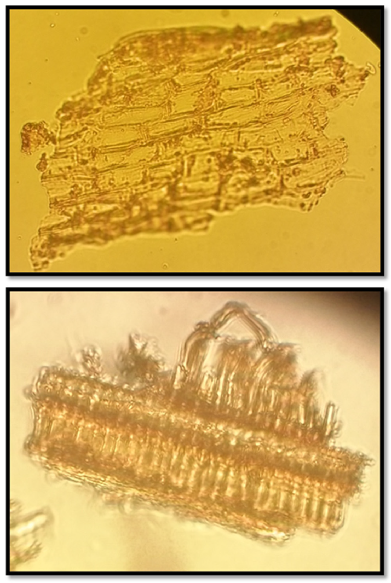 Preprints 140607 g002b