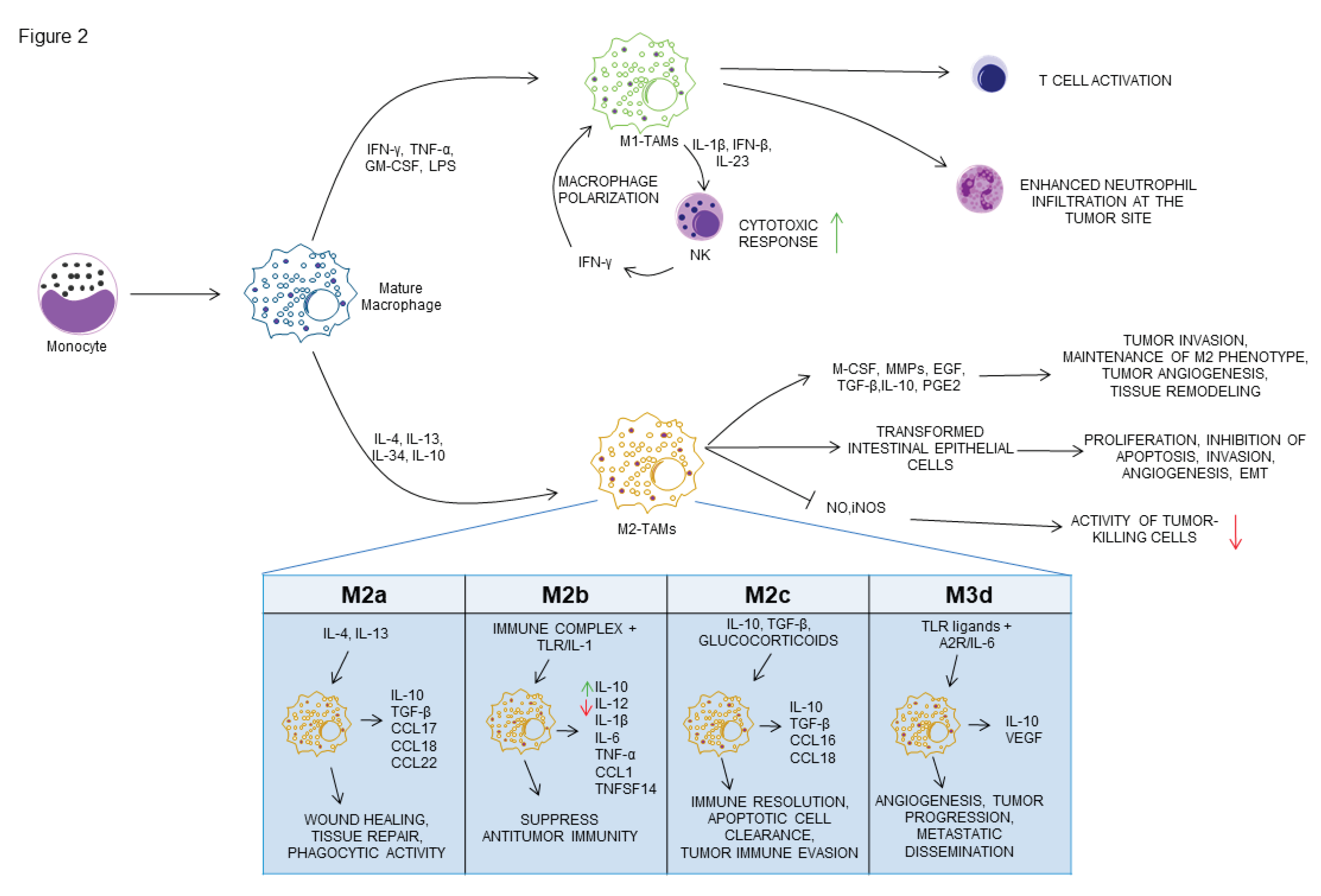 Preprints 205214 g002 Preprints 205214 g002