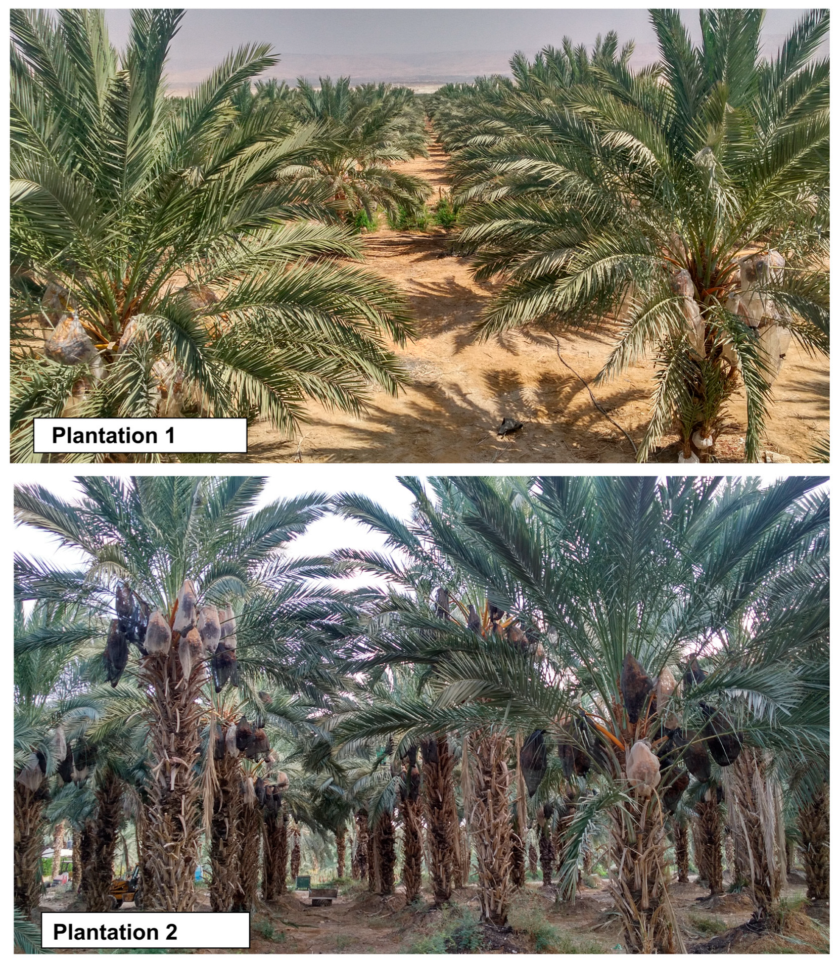 Preprints 145695 g003