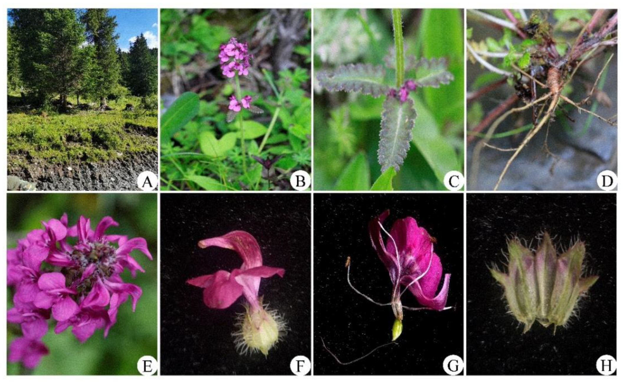 Preprints 206925 g002