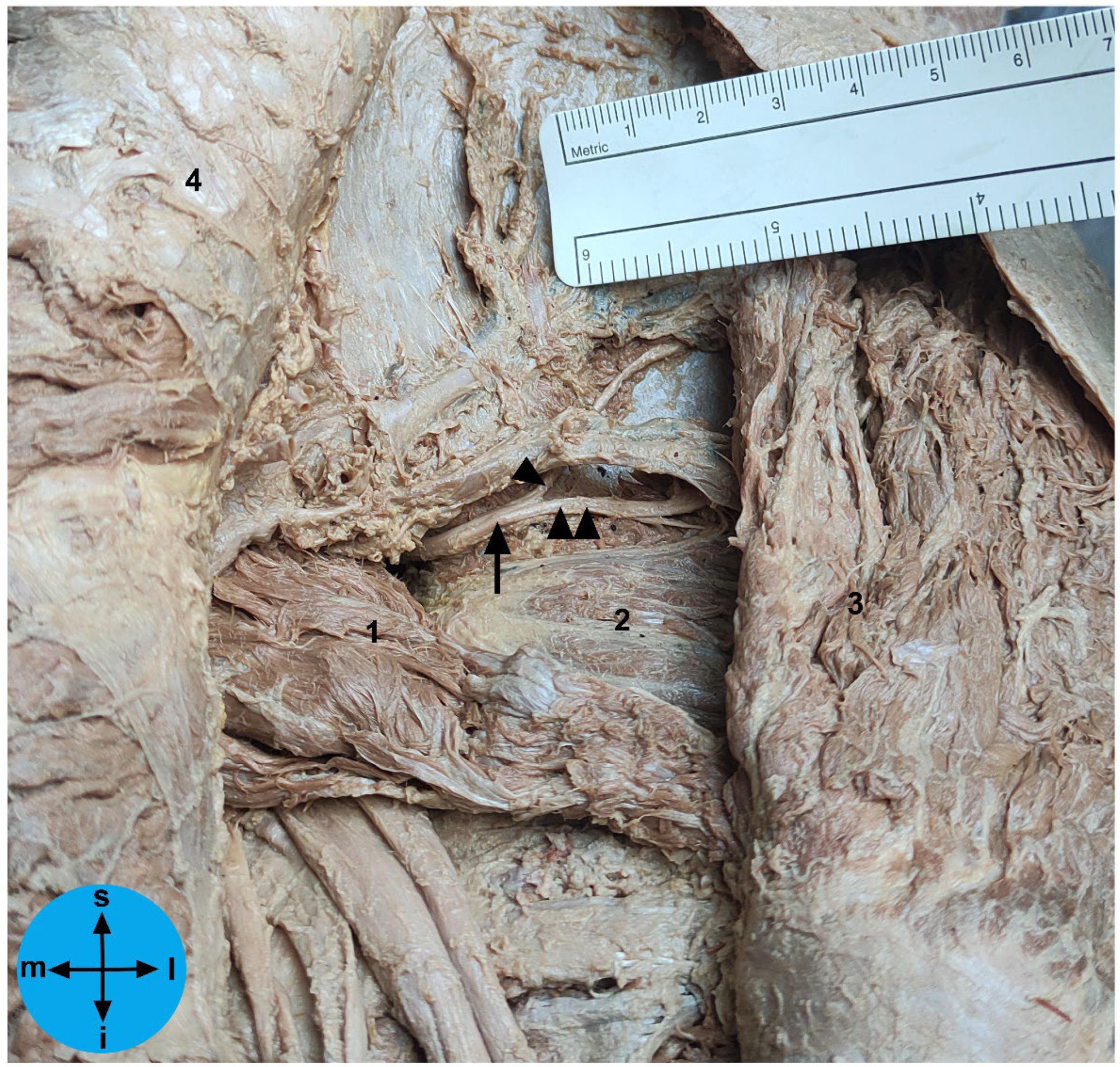 Preprints 76562 g001