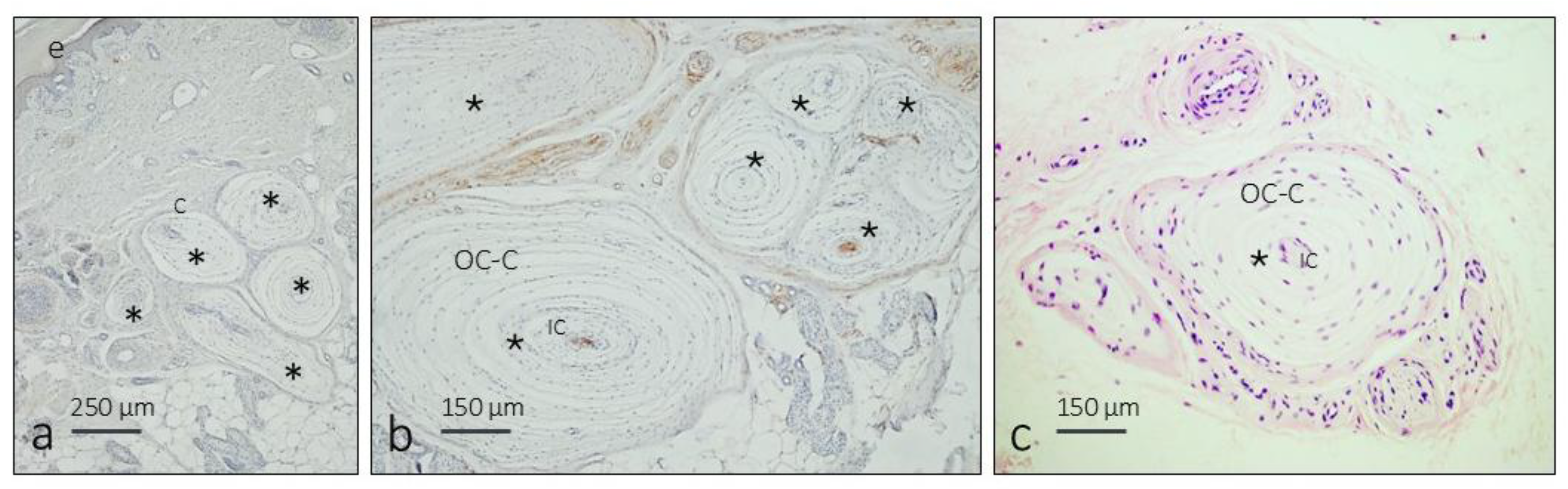 Preprints 165350 g003