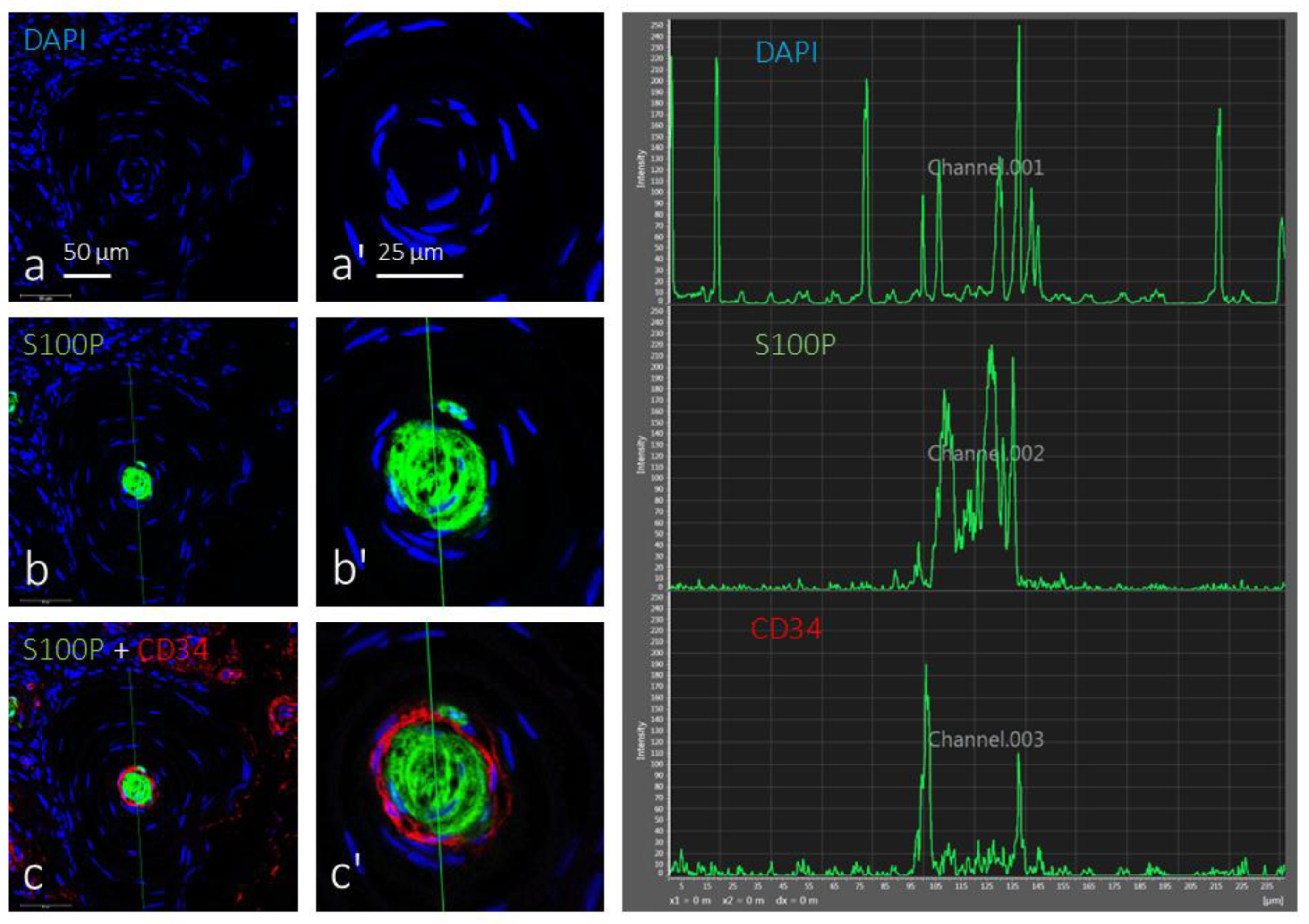 Preprints 165350 g005