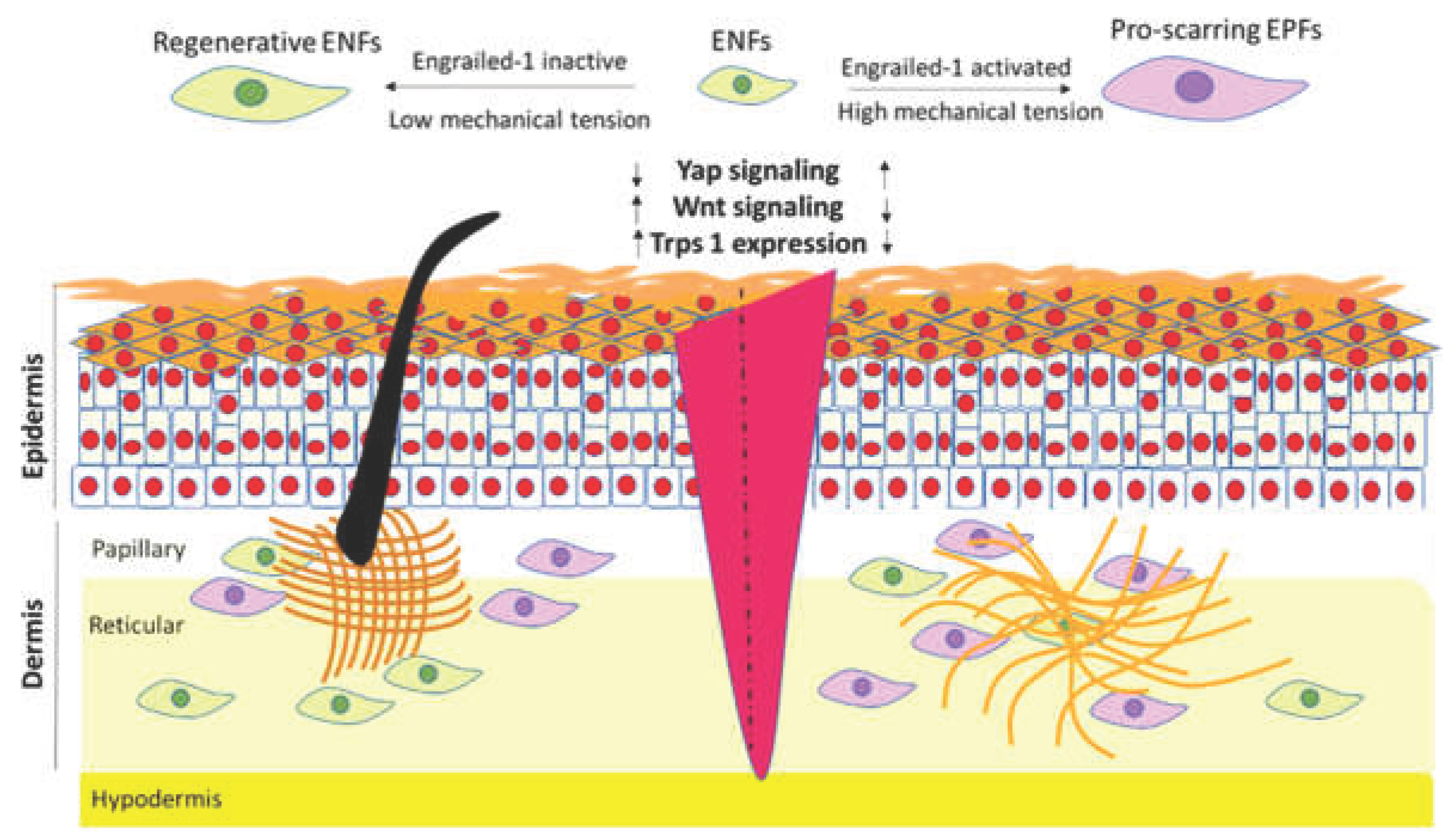 Preprints 196612 g001
