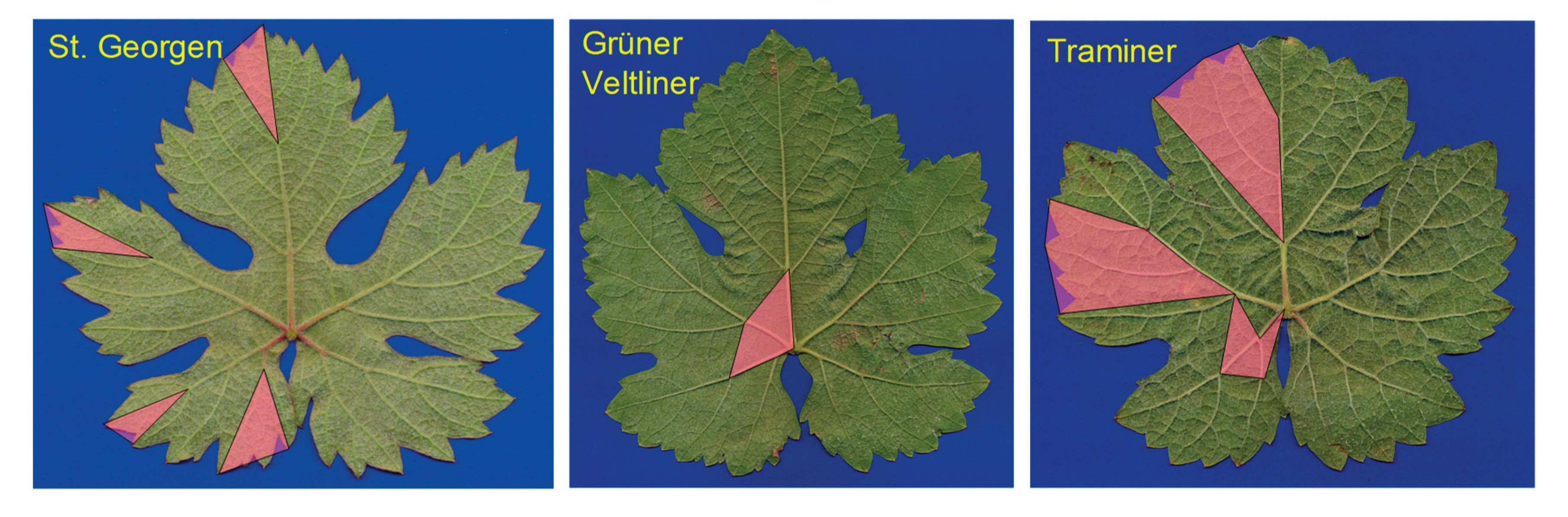 Preprints 165369 g009