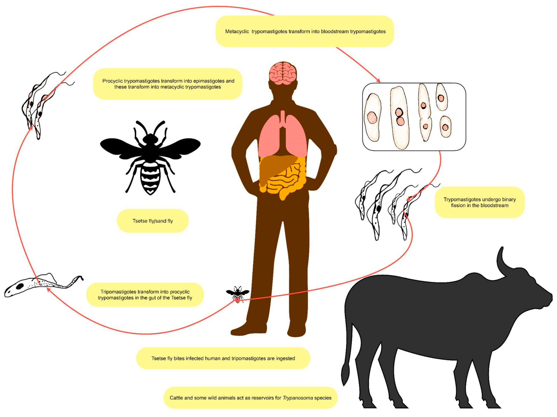Preprints 142364 g001