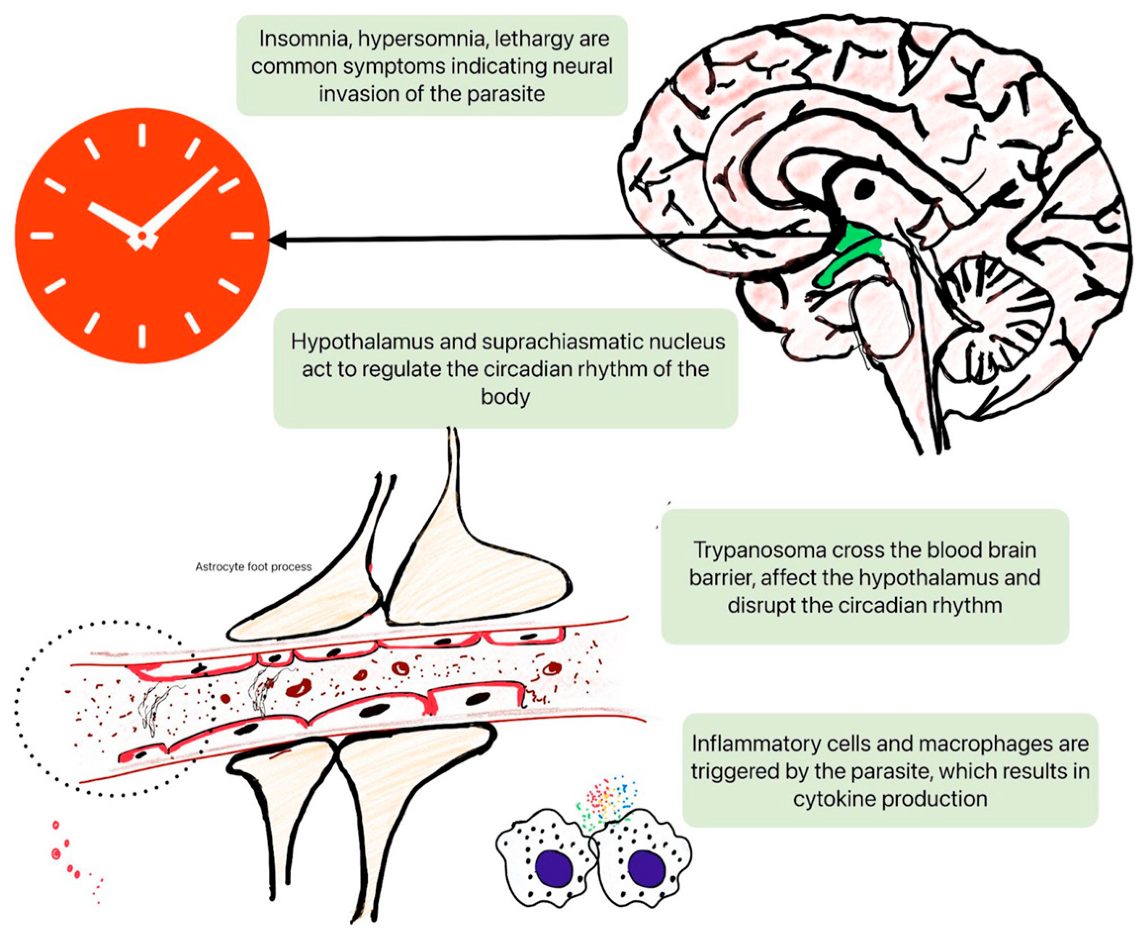 Preprints 142364 g002