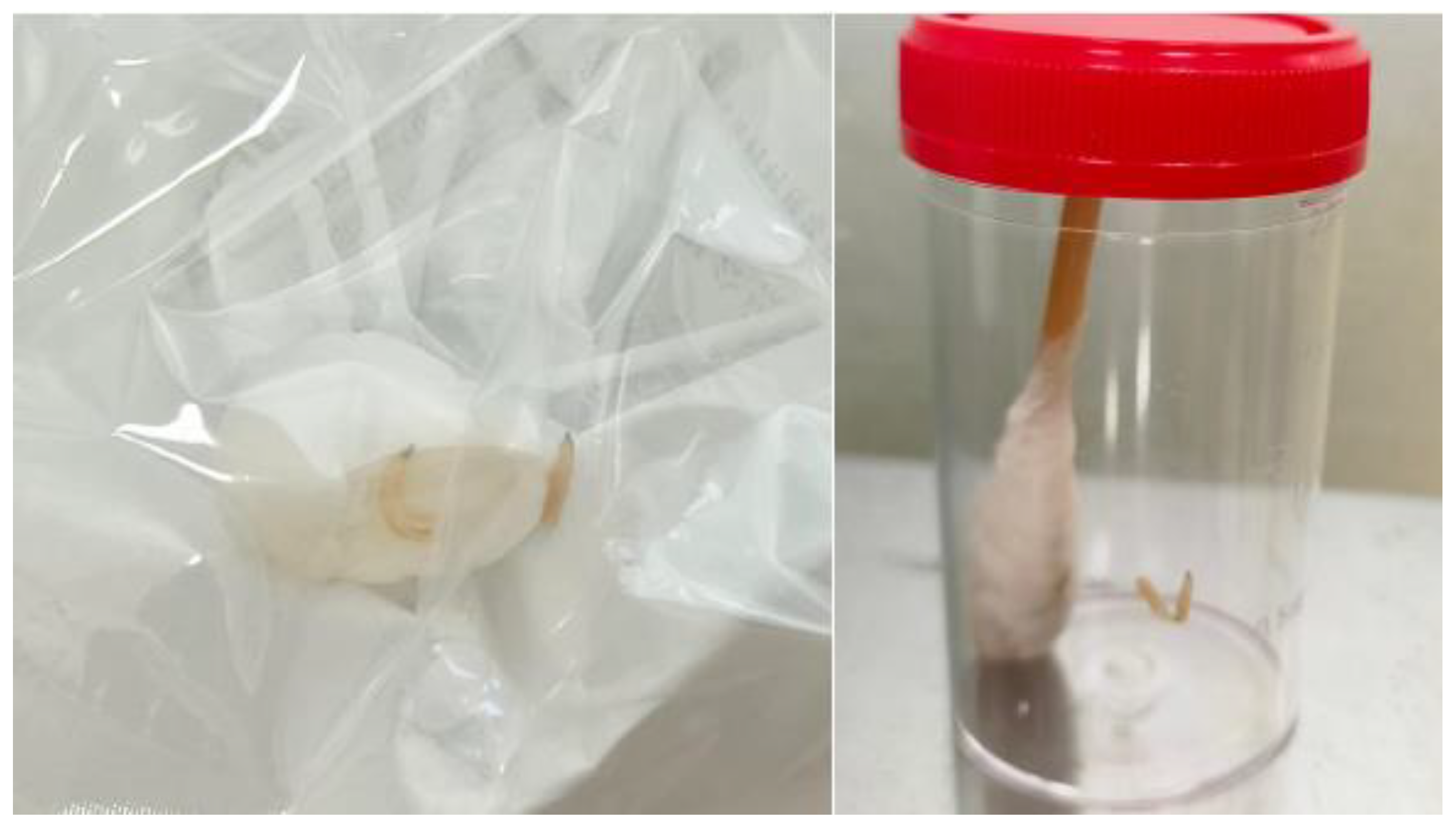 Preprints 141741 g001