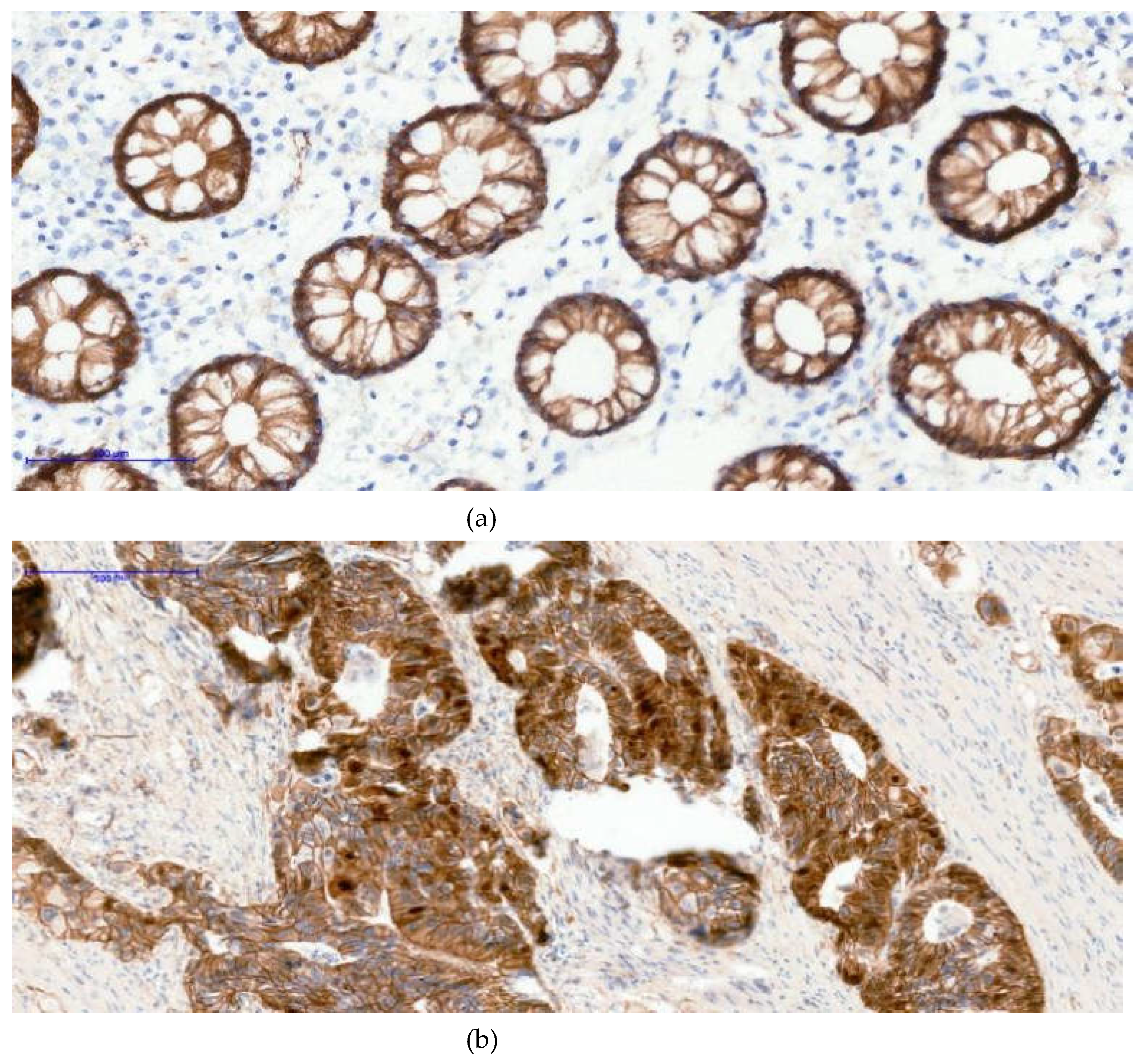 Preprints 198517 g001a