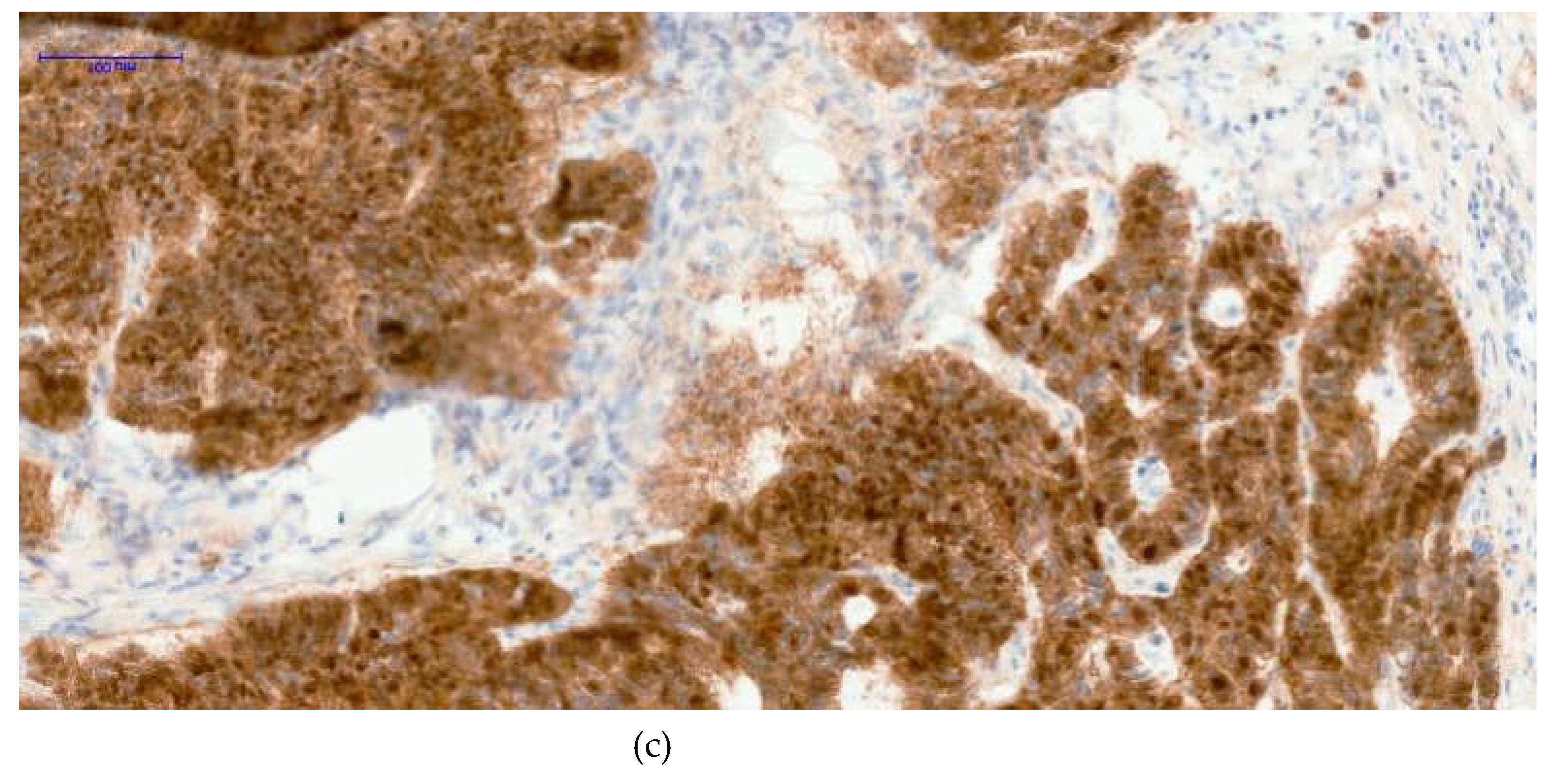 Preprints 198517 g001b