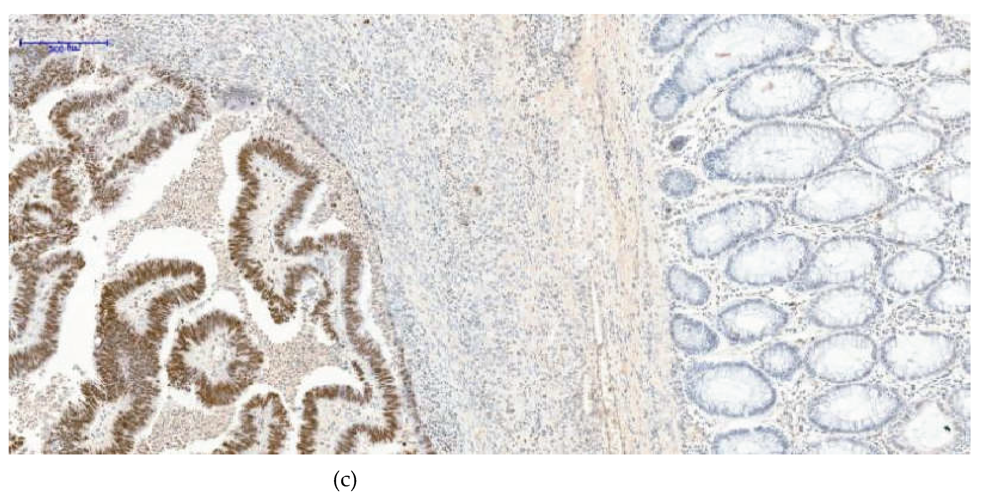 Preprints 198517 g002b