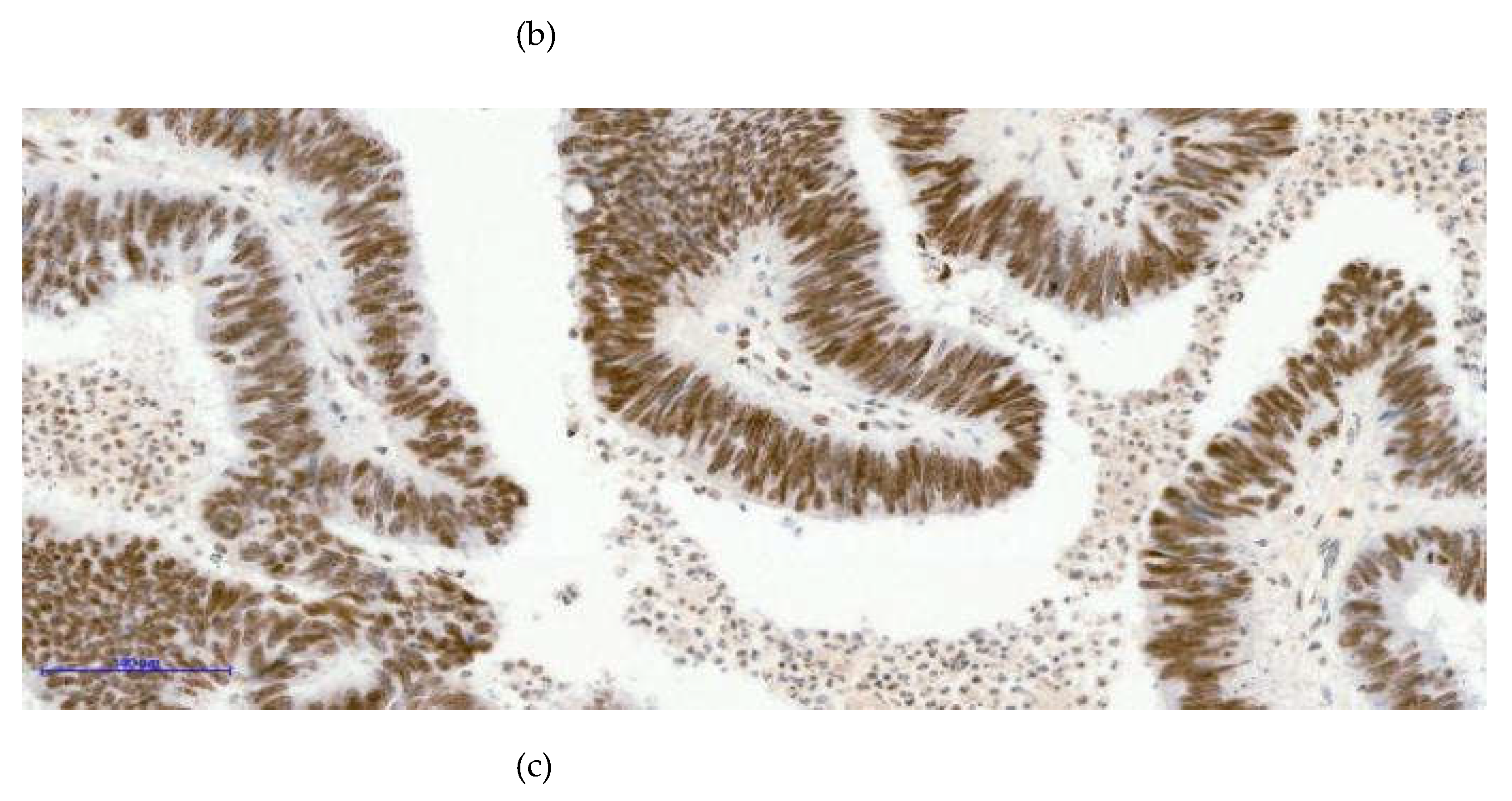 Preprints 198517 g003b