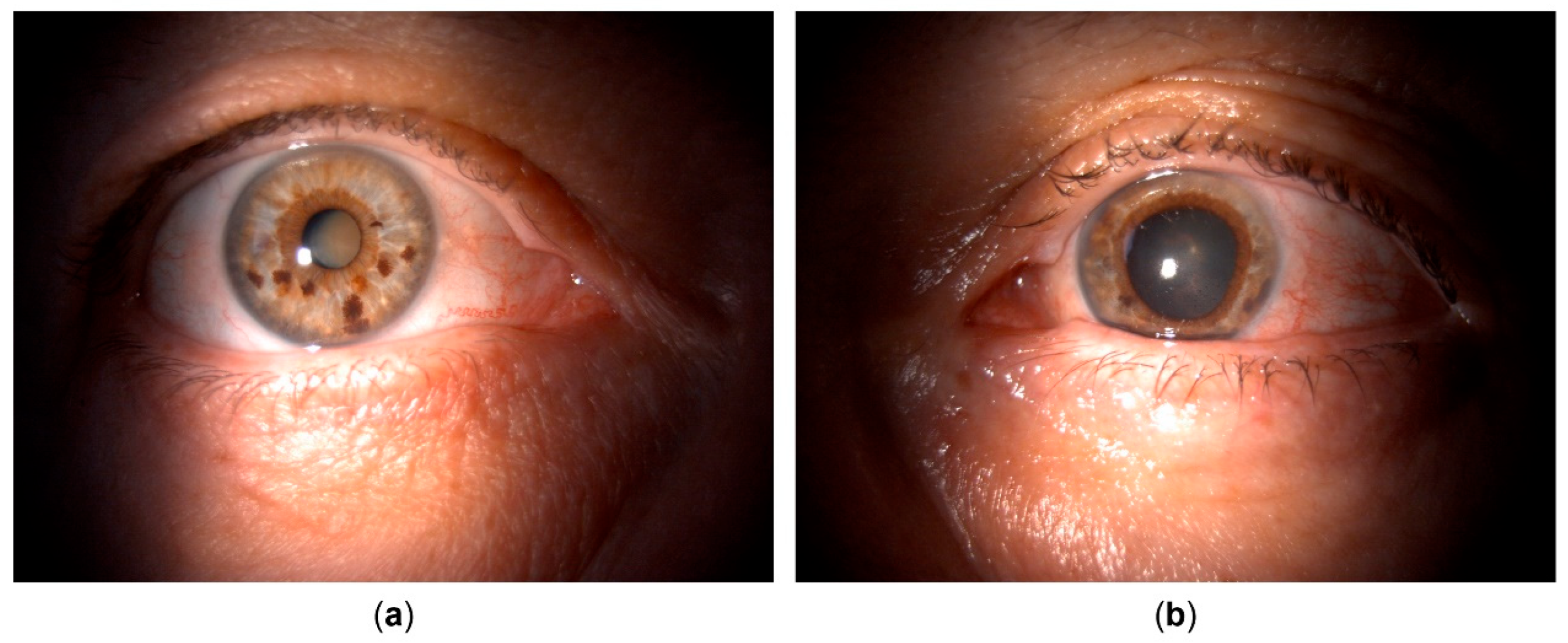 Preprints 162242 g001