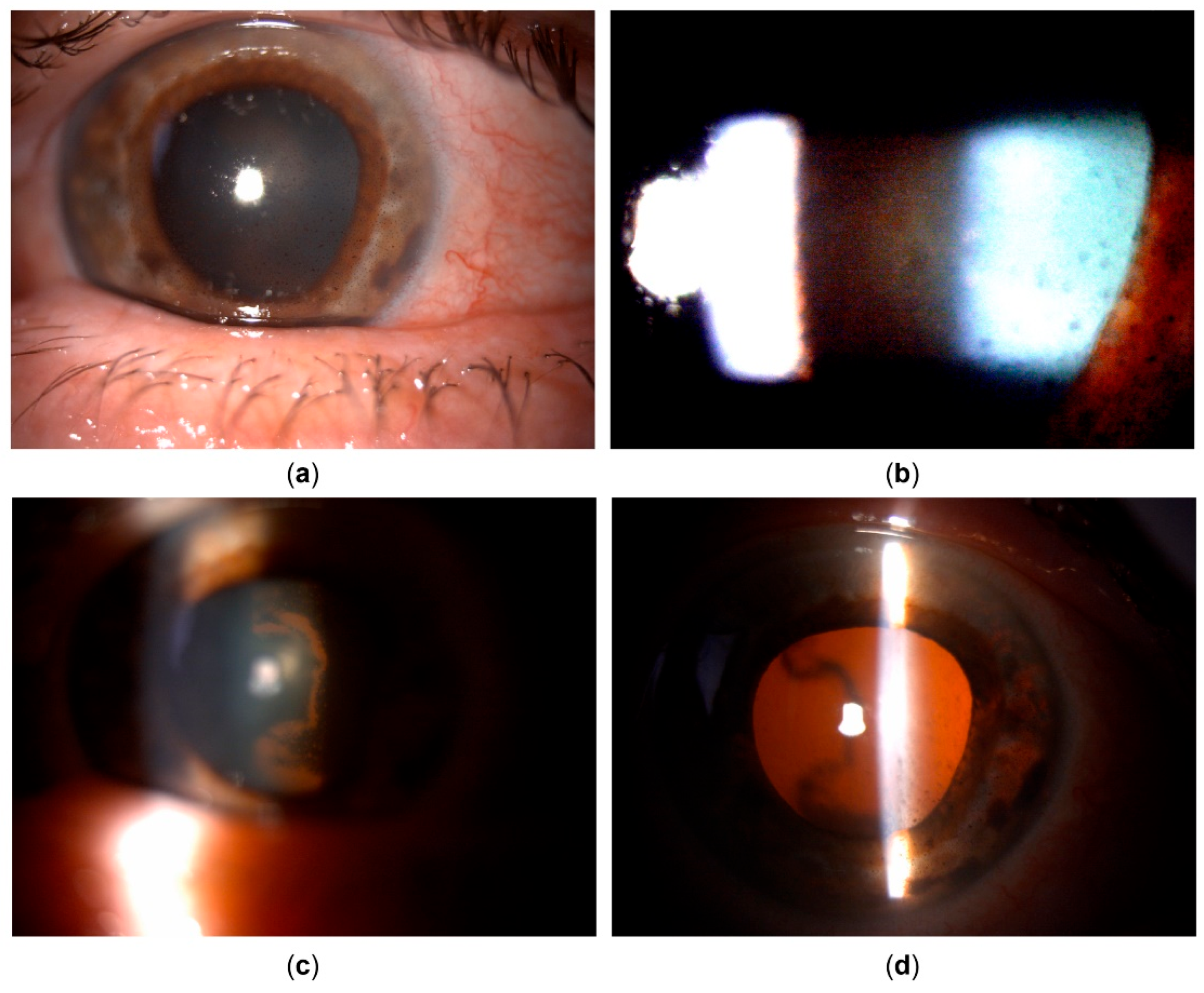 Preprints 162242 g002