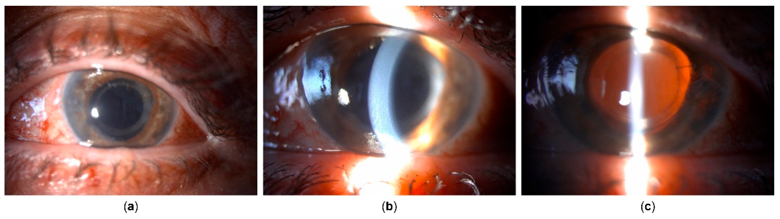 Preprints 162242 g004