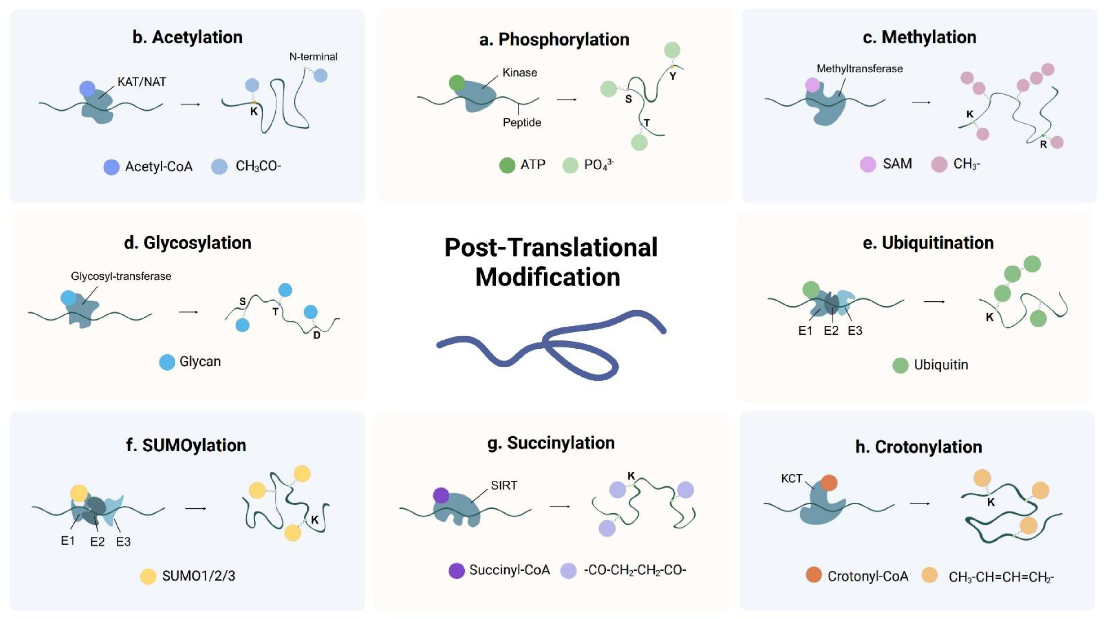 Artiffcial Intelligence in Post-Translational Modiffcation Site