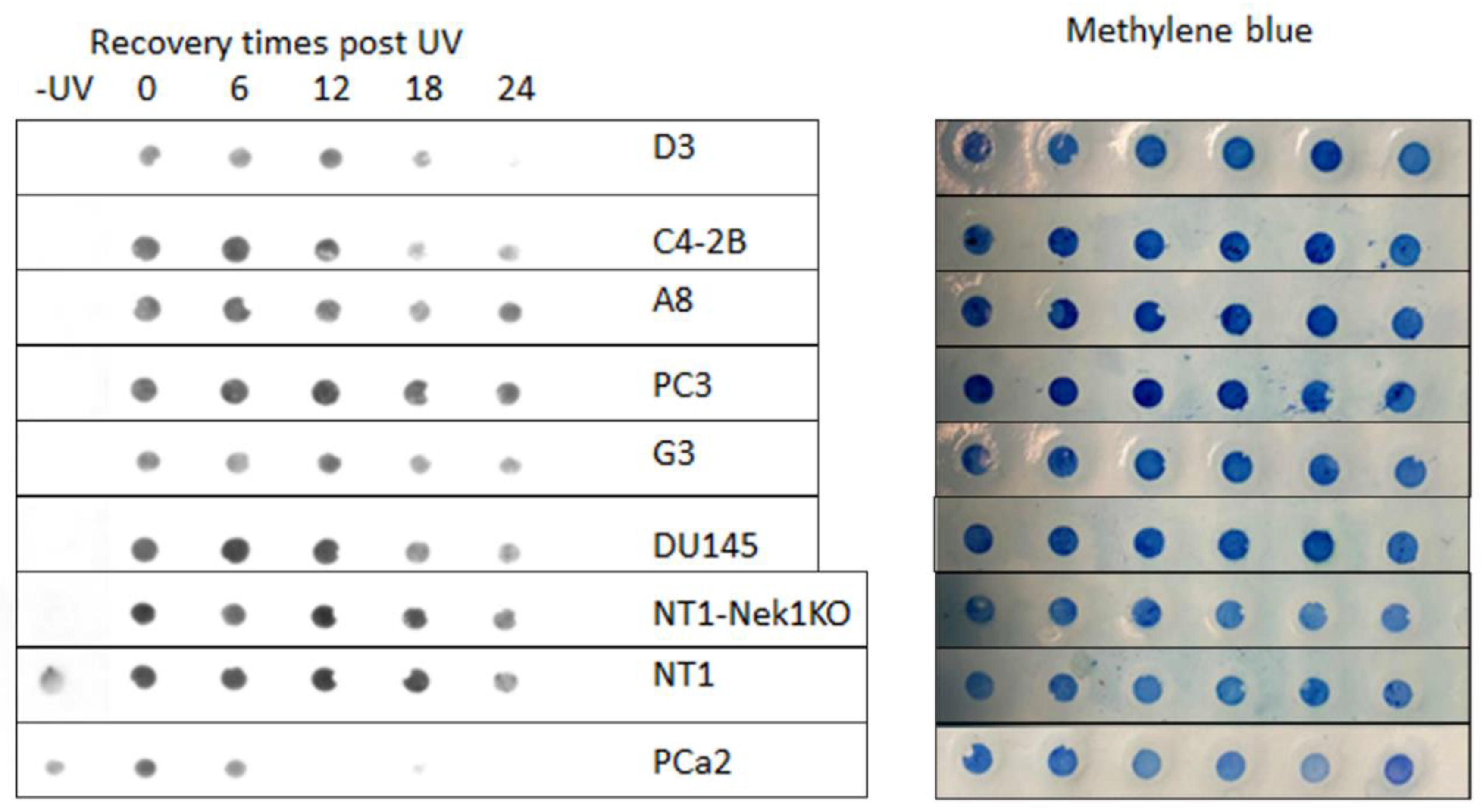 Preprints 163235 g003