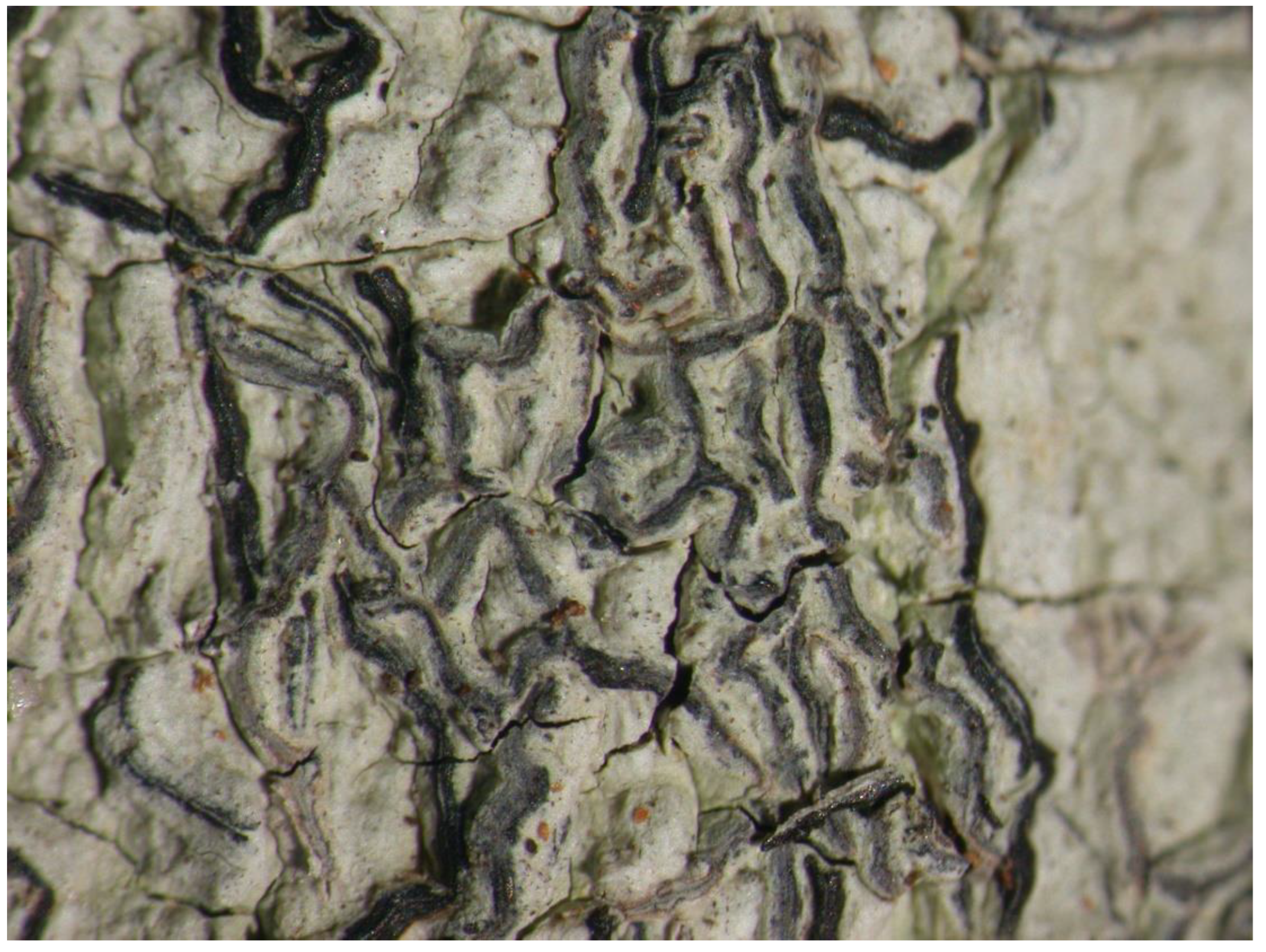 Preprints 73539 g002