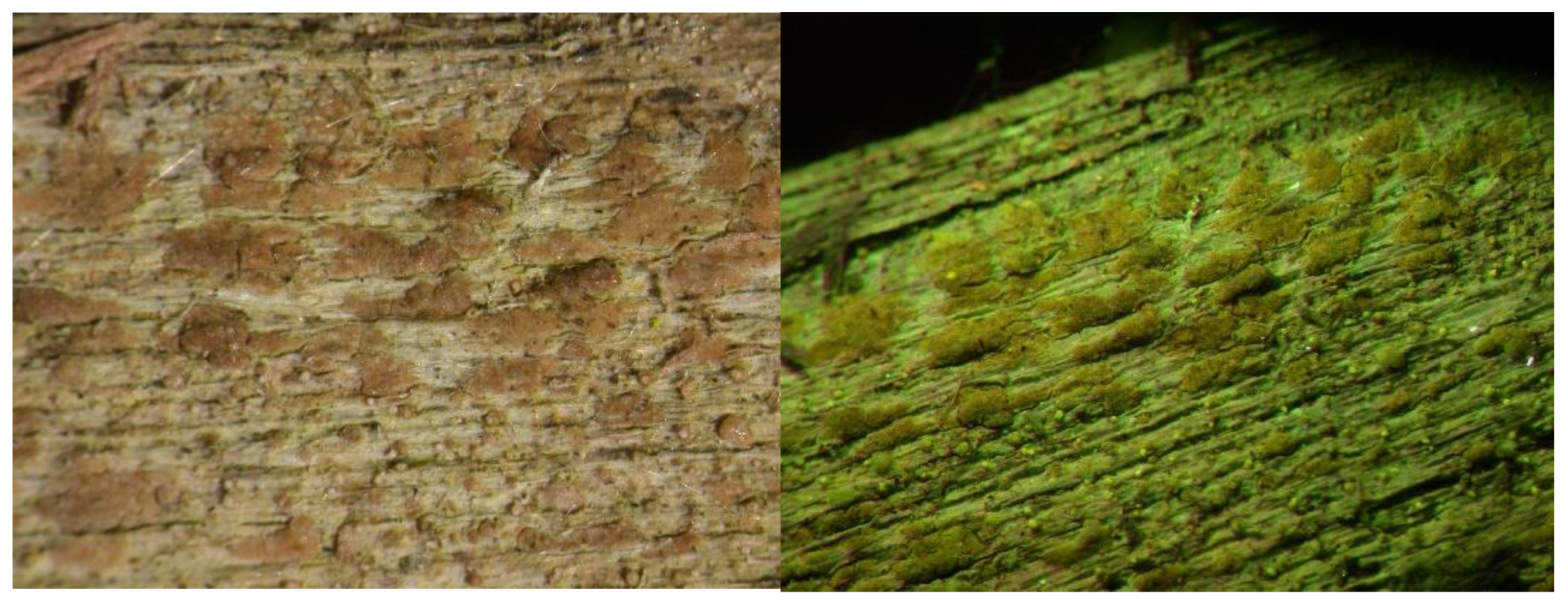 Preprints 73539 g003