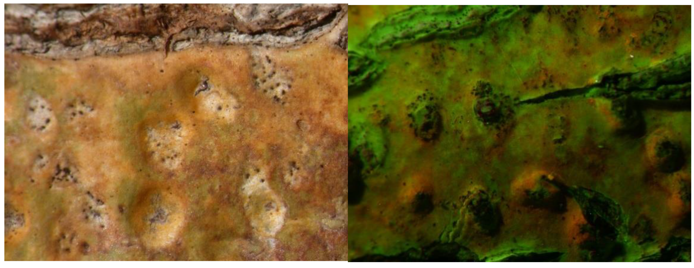 Preprints 73539 g004